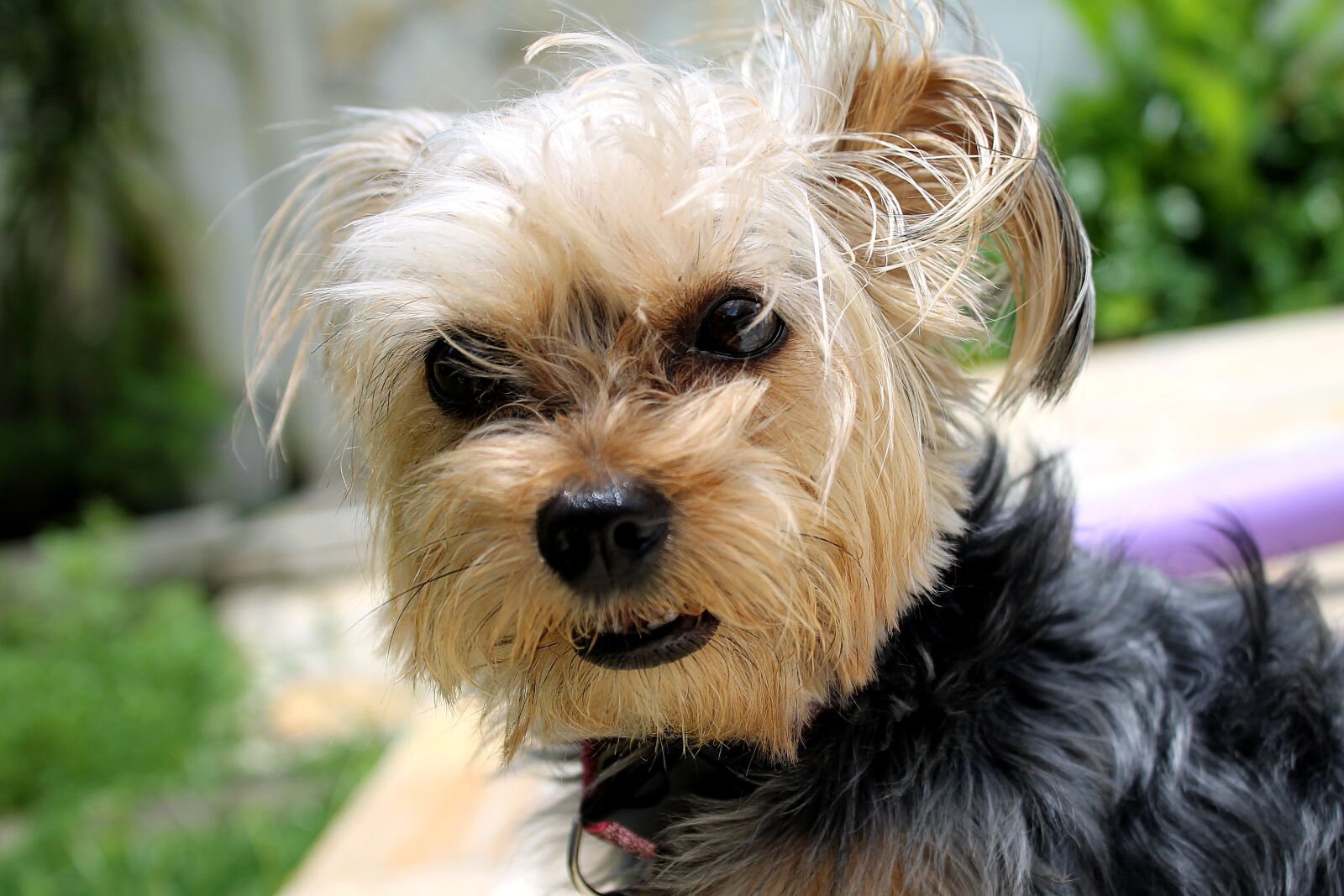 Canon EOS 1100D (EOS Rebel T3 / EOS Kiss X50) sample photo. Yorkshire, puppy, domestic photography