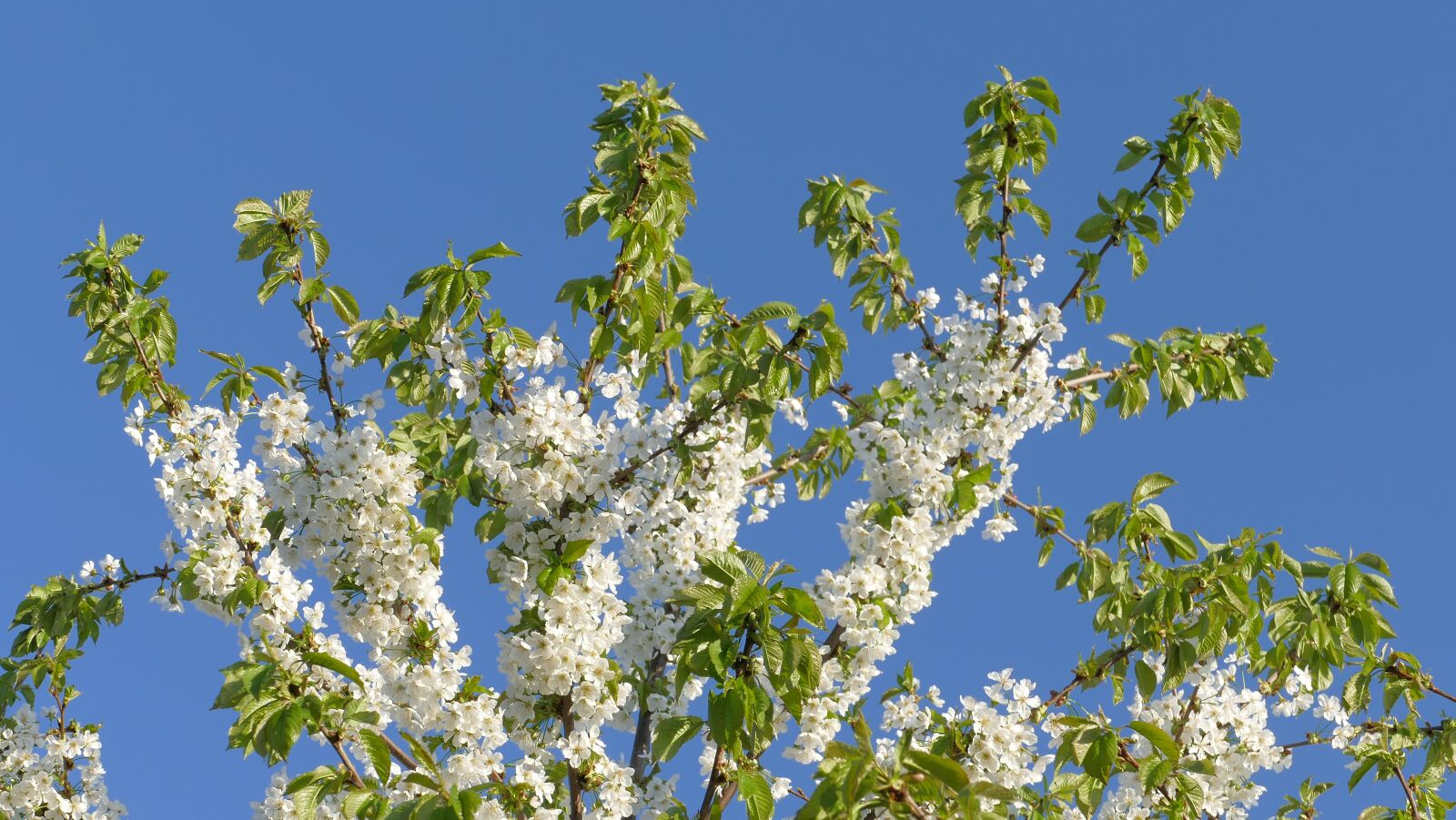 Panasonic Lumix DMC-FZ1000 sample photo. Cherry, spring, flowers photography
