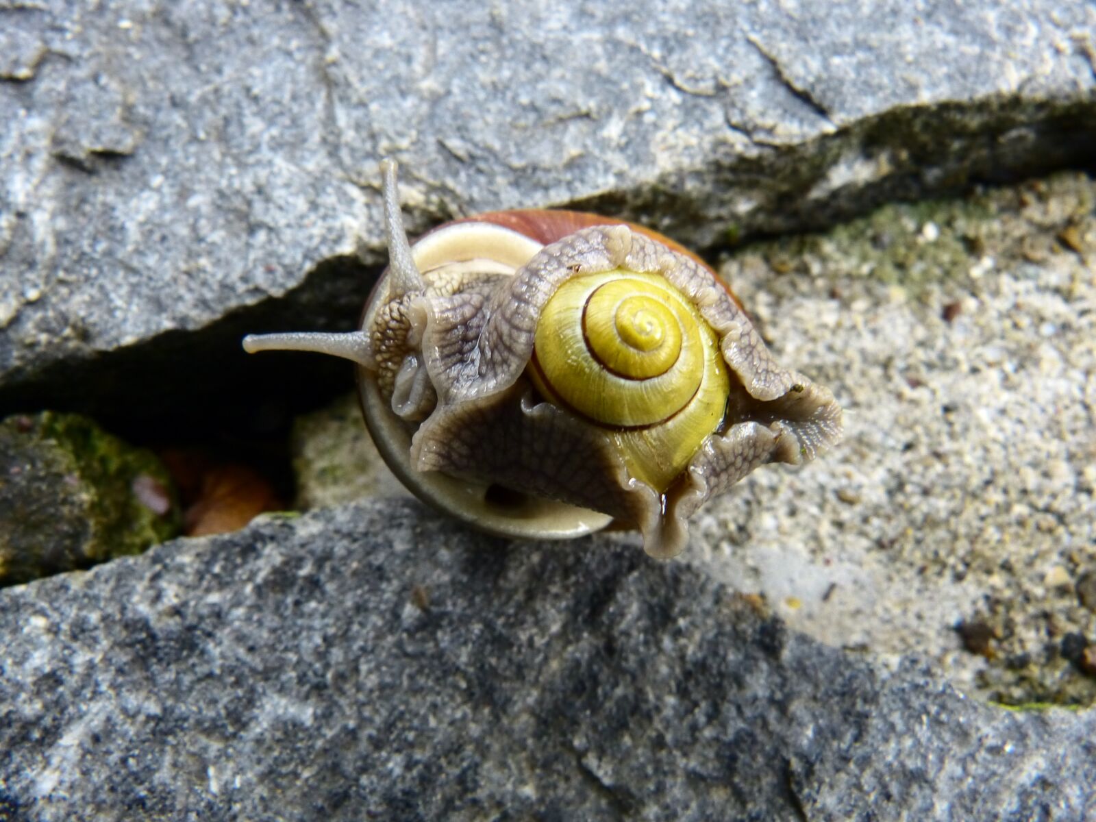 Panasonic Lumix DMC-FZ150 sample photo. Snail, pairing, mollusk photography
