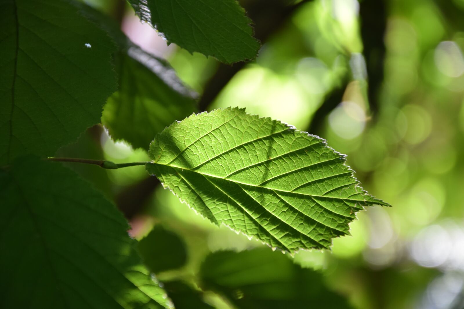 Nikon D3300 sample photo. Leaf, tree, foliage photography