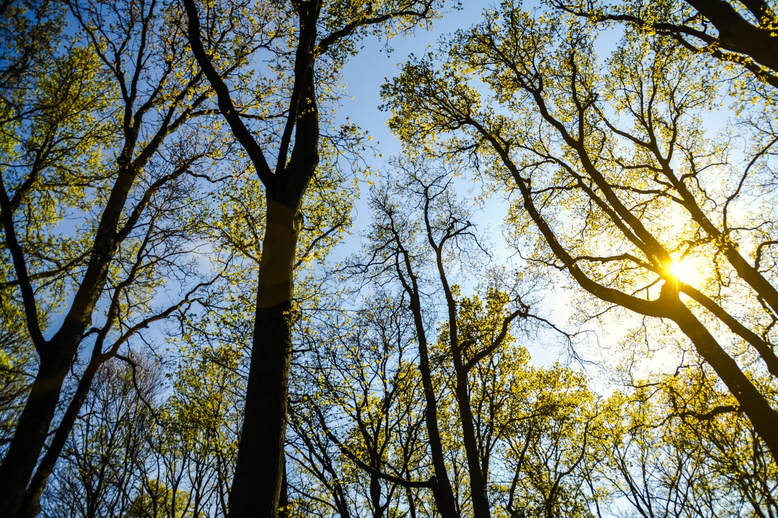 Nikon D90 sample photo. Branches, forest, nature photography