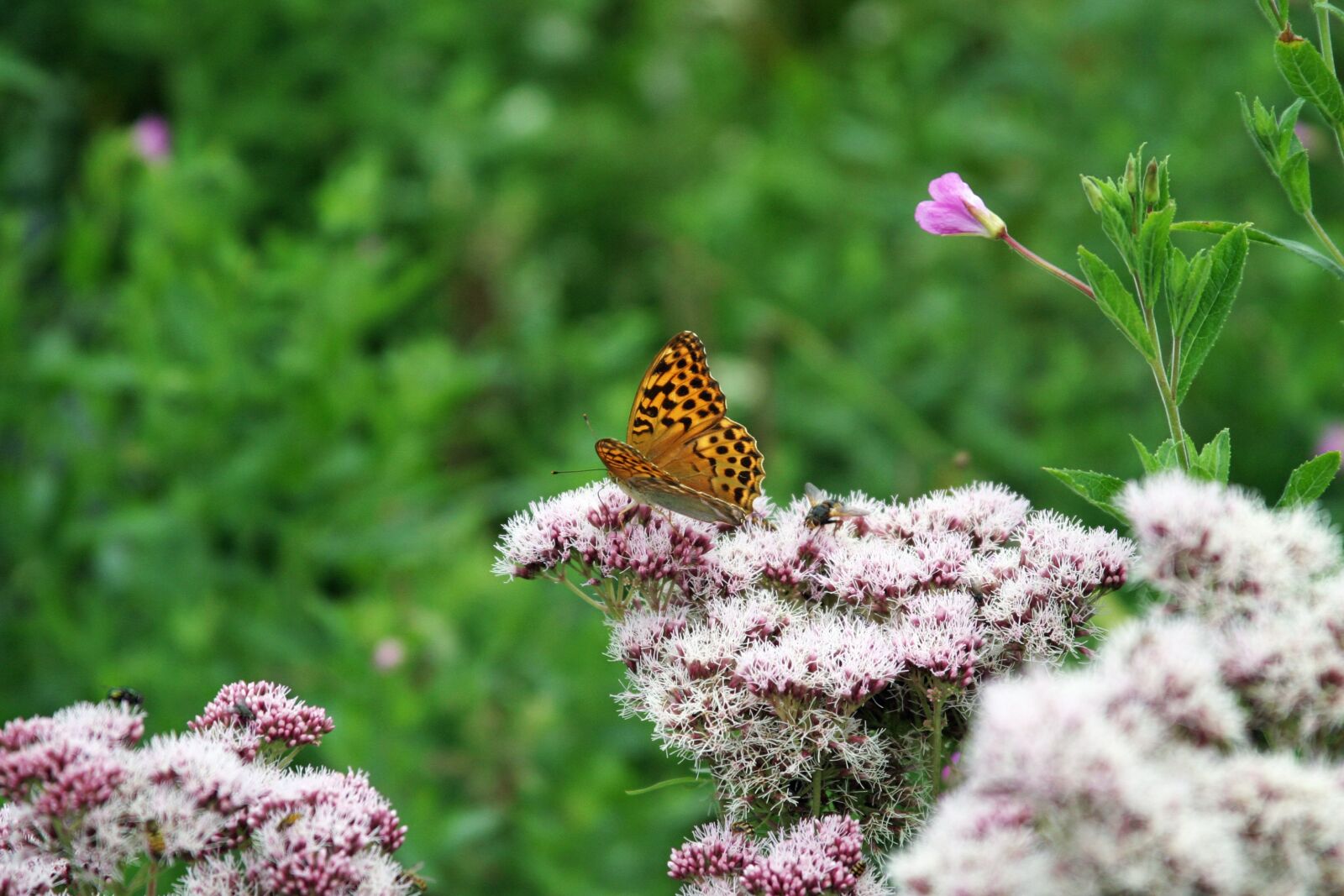 Canon EOS 10D sample photo. Nature, flower, plant photography