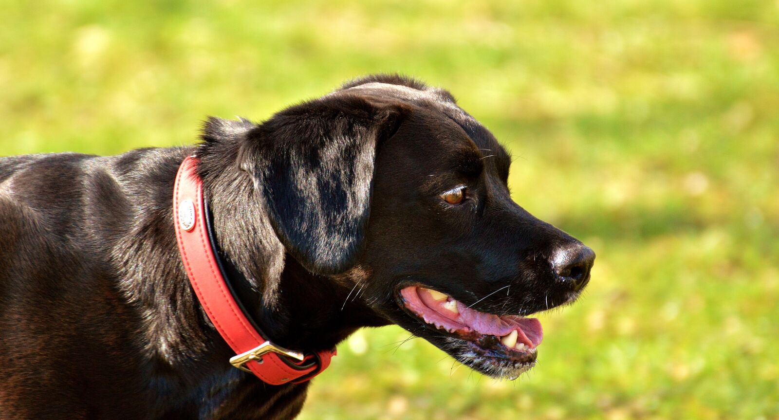 Nikon D3200 sample photo. Dog, black, black dog photography
