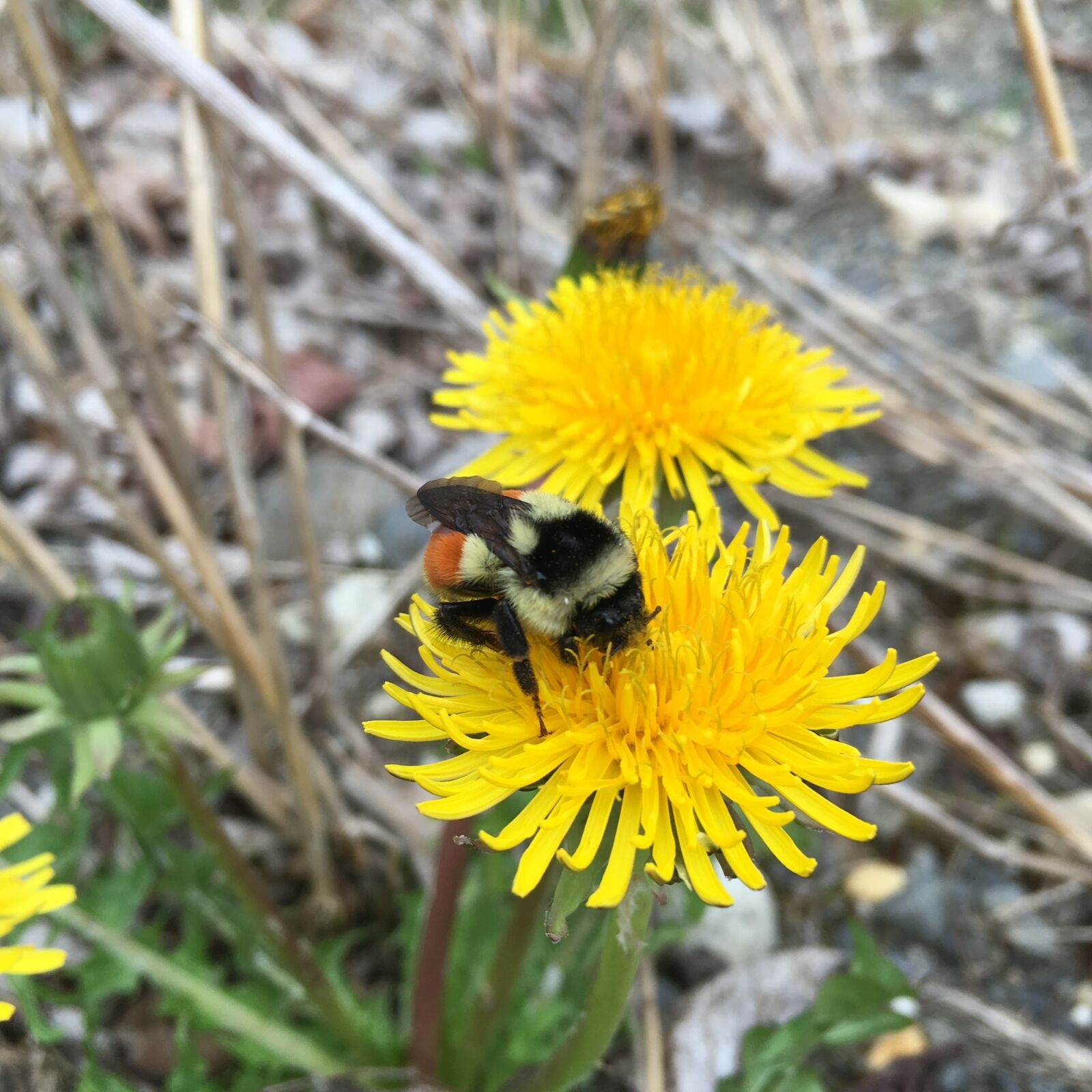 Apple iPhone 6s sample photo. Bumble bee, flower, dandelion photography