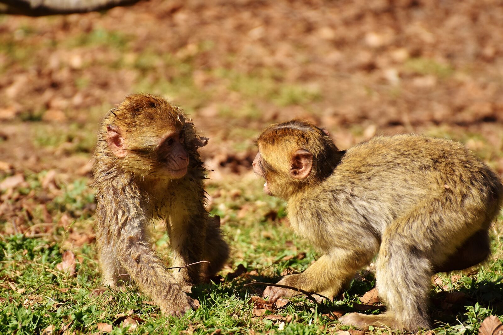 Nikon D7200 sample photo. Berber monkeys, play, cute photography