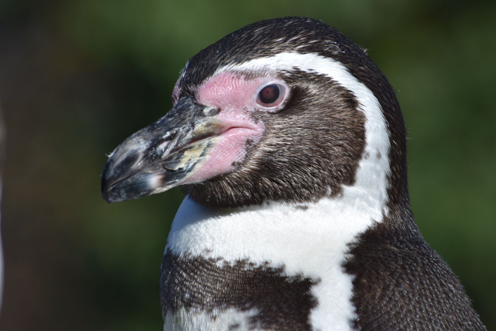 Nikon D7200 sample photo. Penguin, swim, bird photography