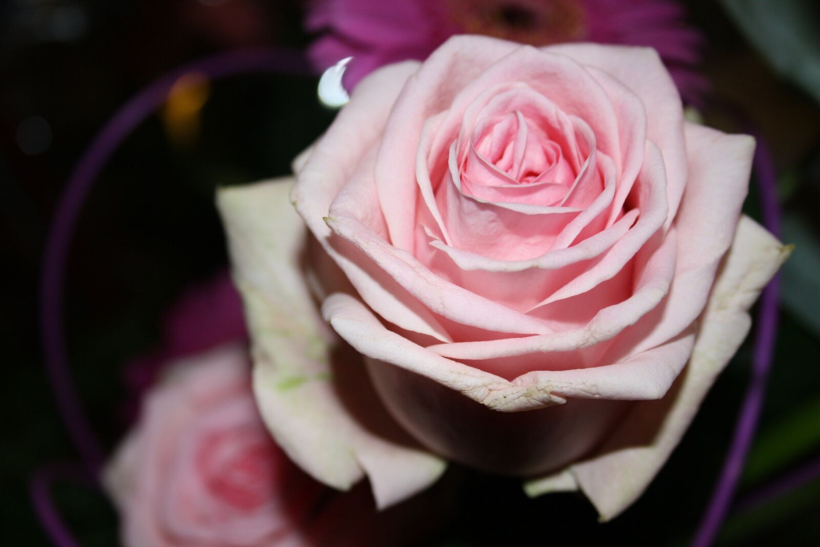 Canon EOS 1000D (EOS Digital Rebel XS / EOS Kiss F) sample photo. Rose, bouquet, flowers photography
