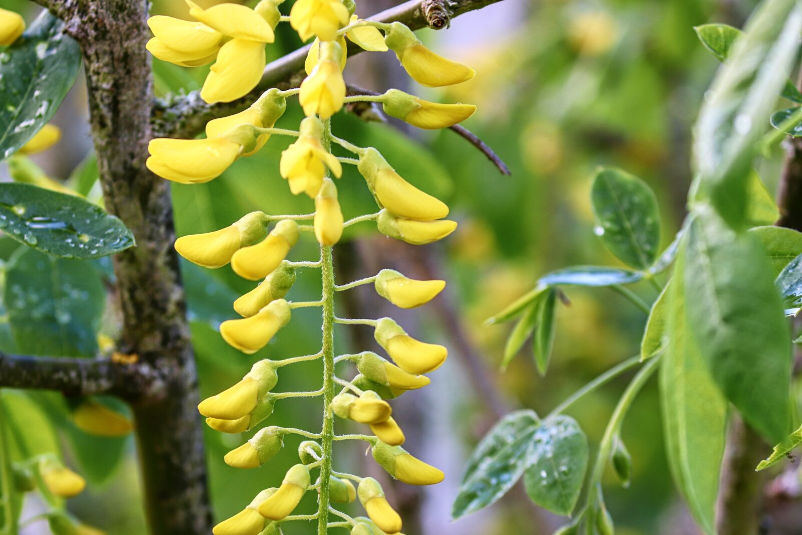 Canon EOS 200D (EOS Rebel SL2 / EOS Kiss X9) sample photo. Laburnum, bean tree, gold photography