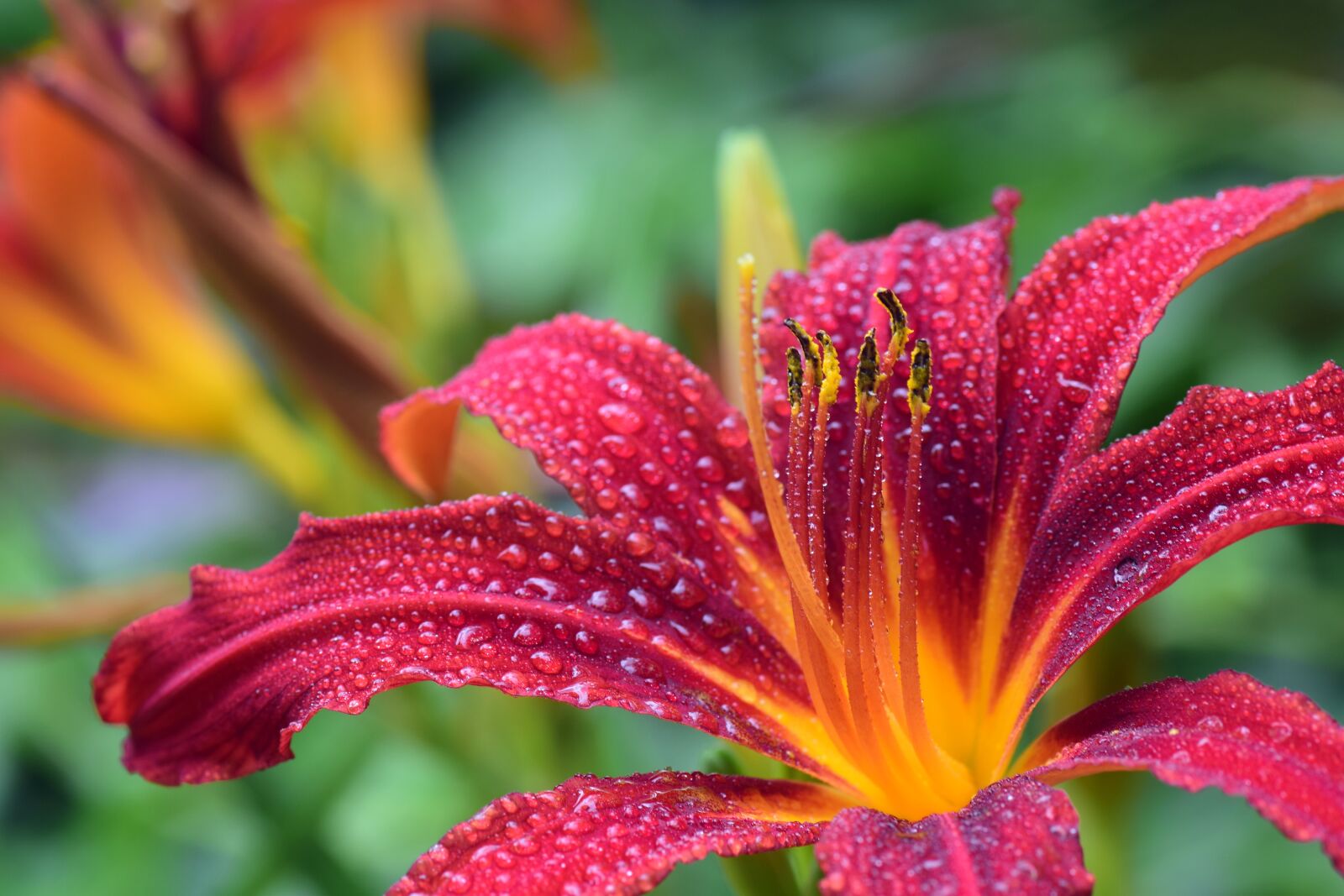 Nikon D3300 sample photo. Lily, red, blossom photography
