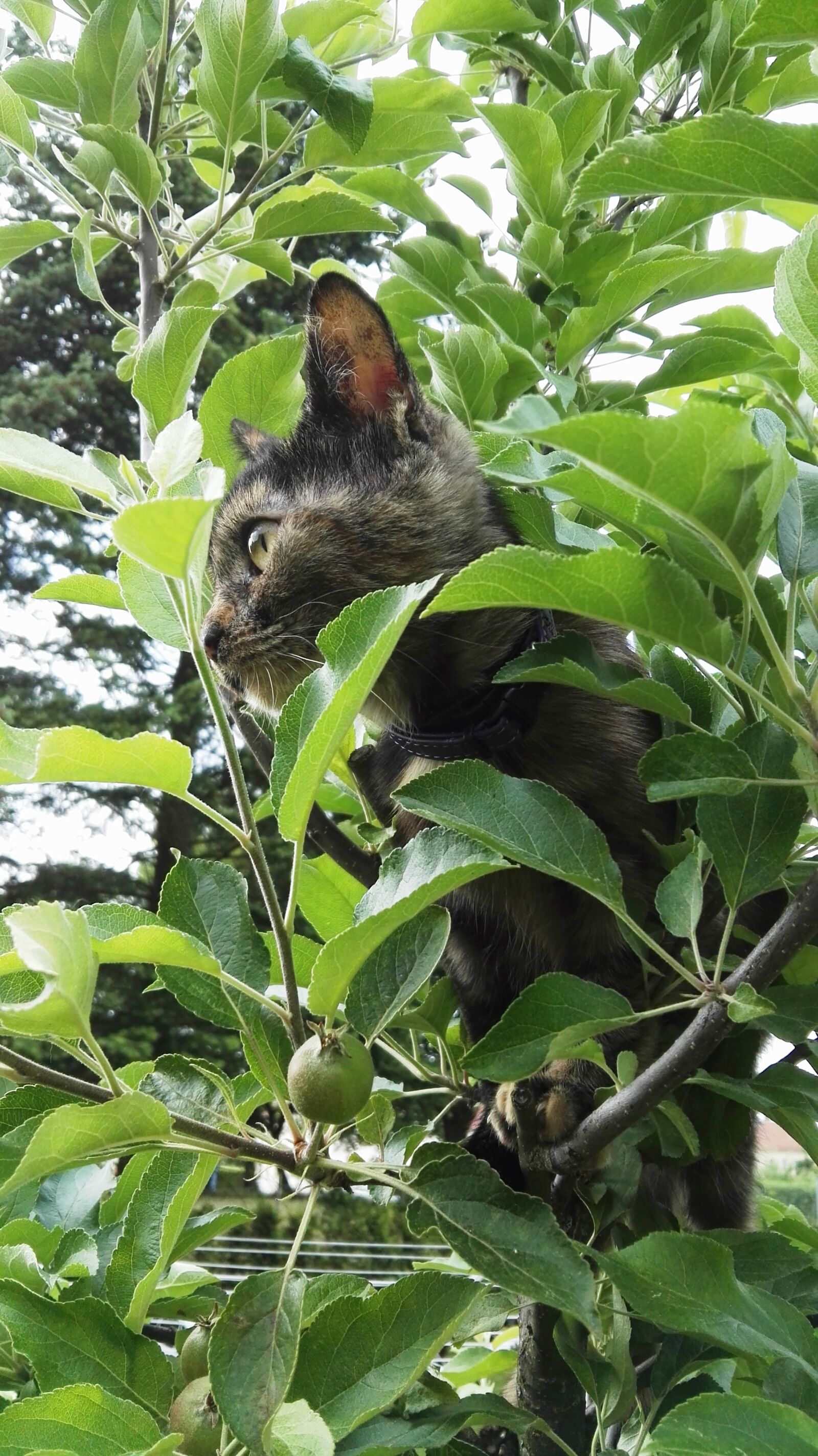 HUAWEI GRA-L09 sample photo. Cat, tree, climb photography