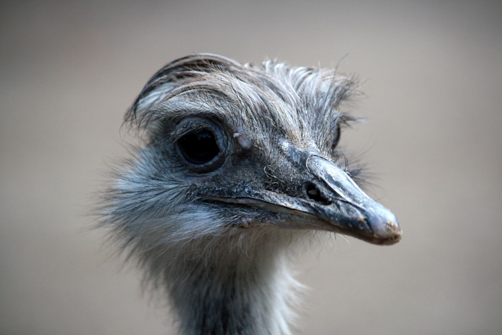 Canon EOS 1000D (EOS Digital Rebel XS / EOS Kiss F) sample photo. Bird, head, emu photography