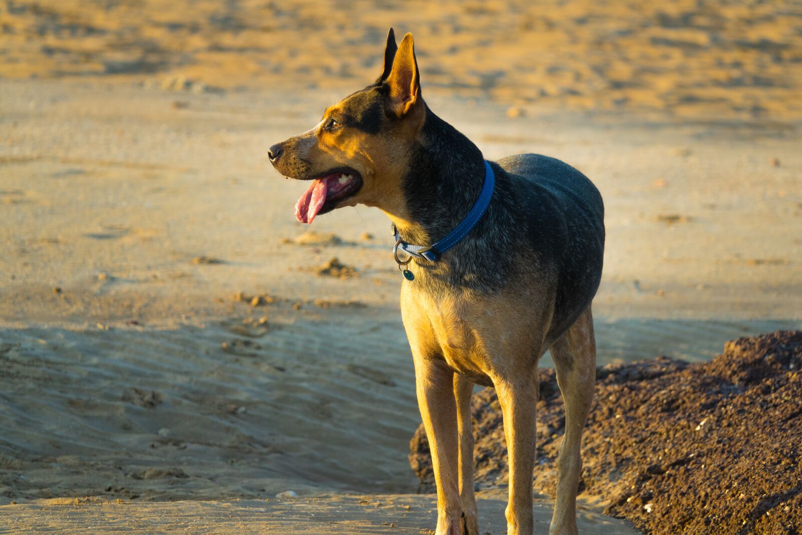 Sony Cyber-shot DSC-RX10 III sample photo. Beach, dog, sunset photography