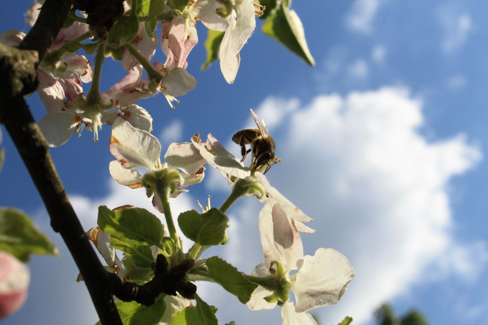 Canon EOS 1100D (EOS Rebel T3 / EOS Kiss X50) sample photo. Sky, bee, honey photography