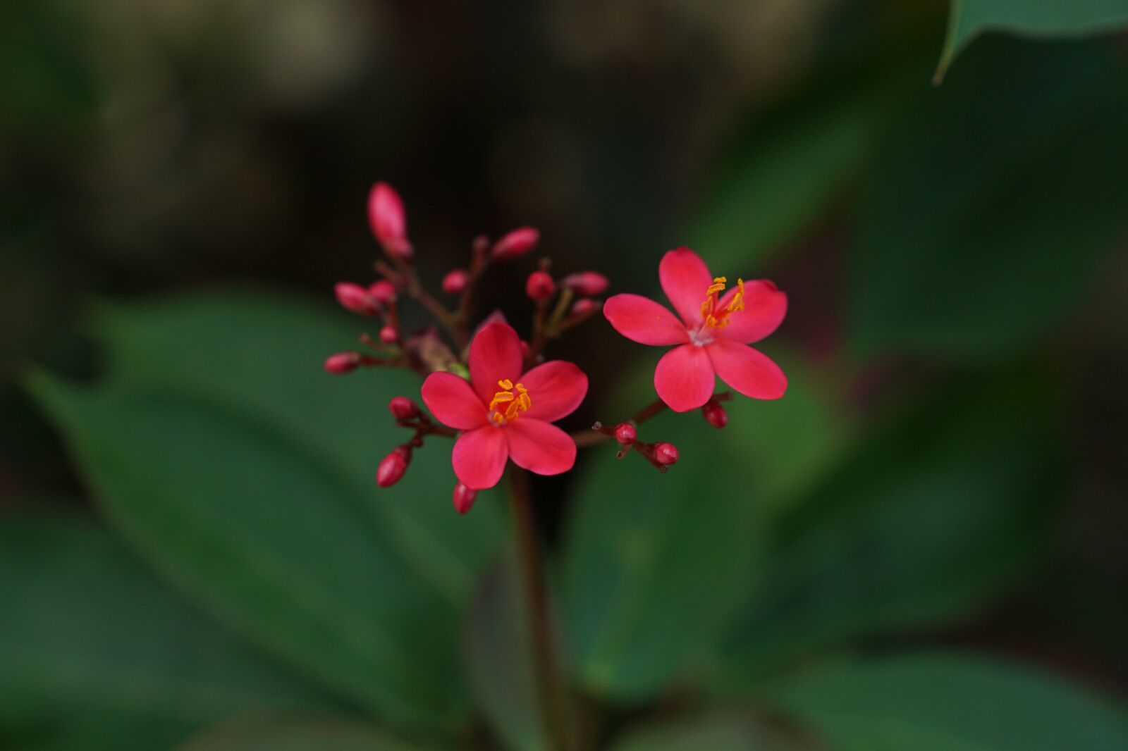 Sony a7S + Sony FE 24-70mm F2.8 GM sample photo. Flower, leaf, macro photography