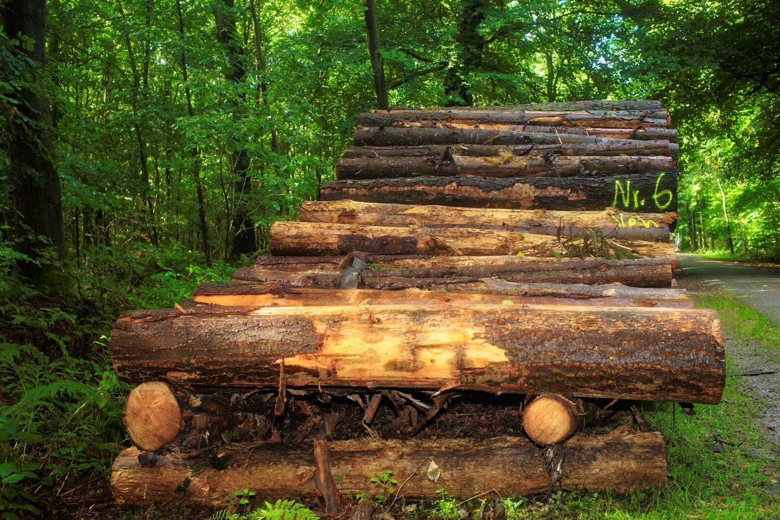 Sony a99 II sample photo. Forest, wood pile, strains photography