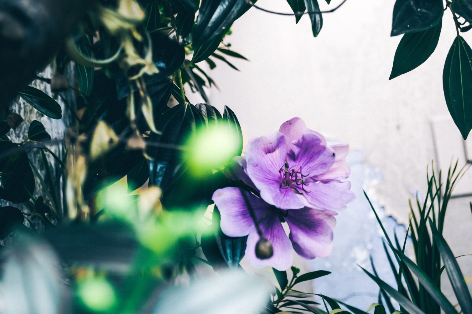 Nikon D3200 sample photo. Beautiful, bloom, blooming photography
