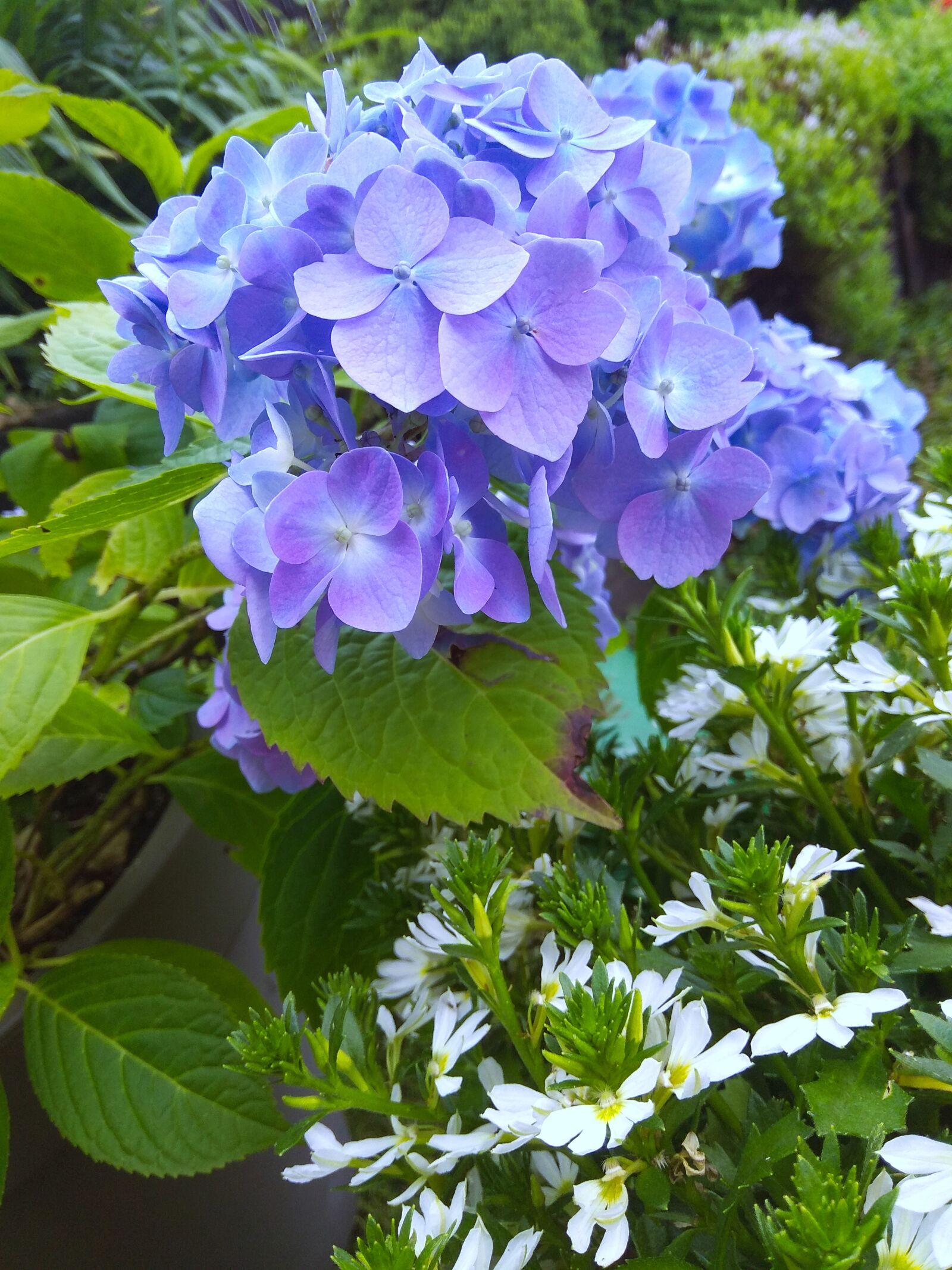 Xiaomi Redmi Note 4 sample photo. Nature, flower, garden photography