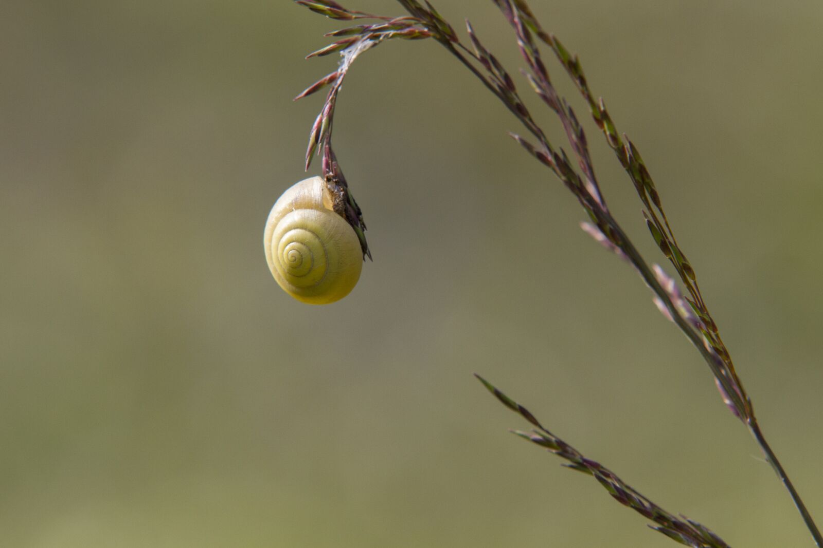 Canon EOS 7D sample photo. Snail, lemon snail, nature photography