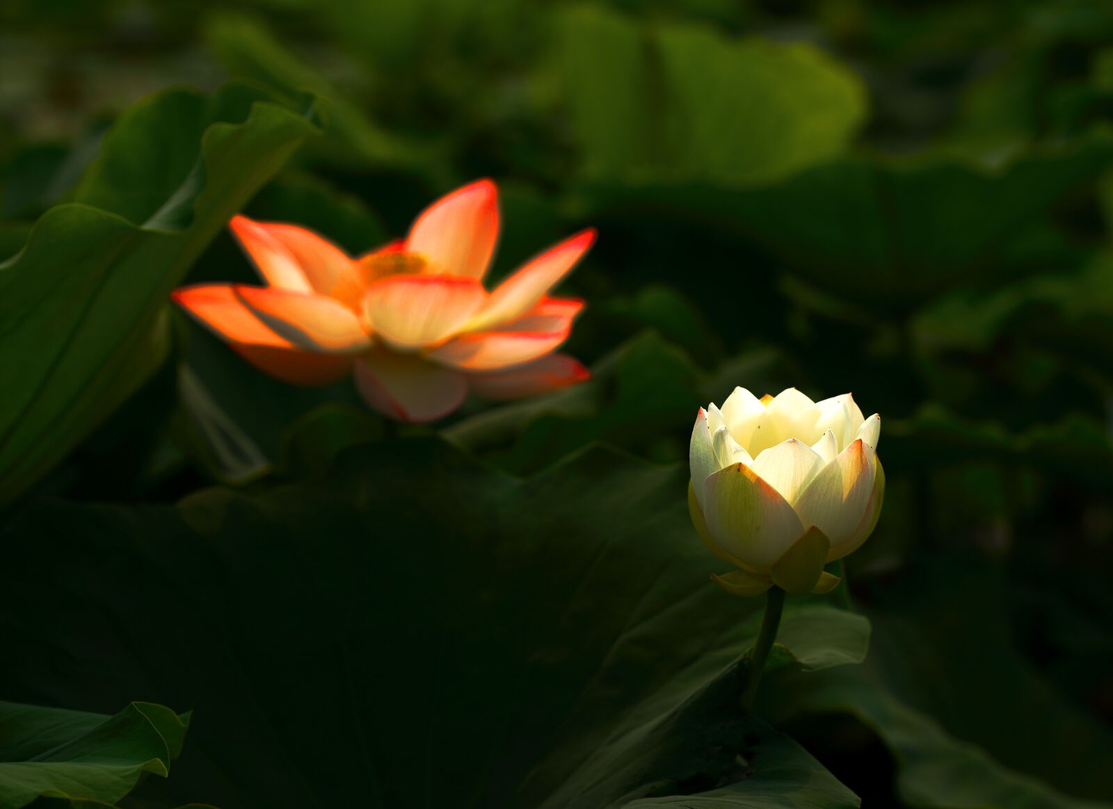 Canon EOS 6D sample photo. Lotus, flower, works photography