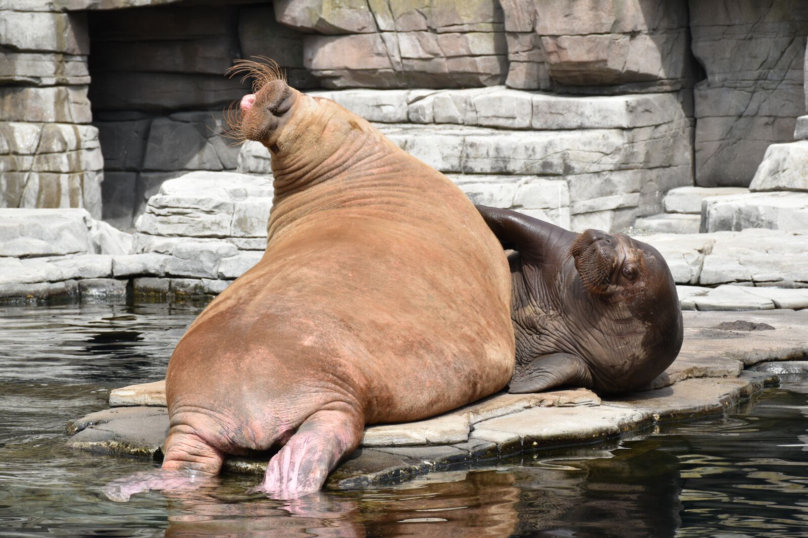 Nikon D5500 sample photo. Hagenbeck, hamburg, zoo photography