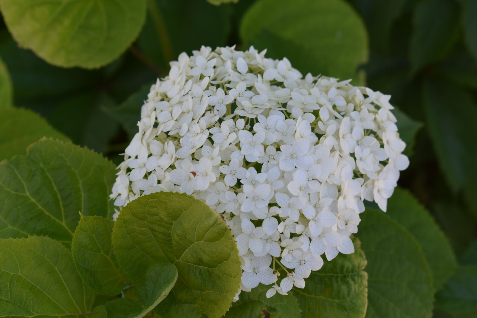 Nikon D3400 sample photo. Flower, white, hydrangea photography
