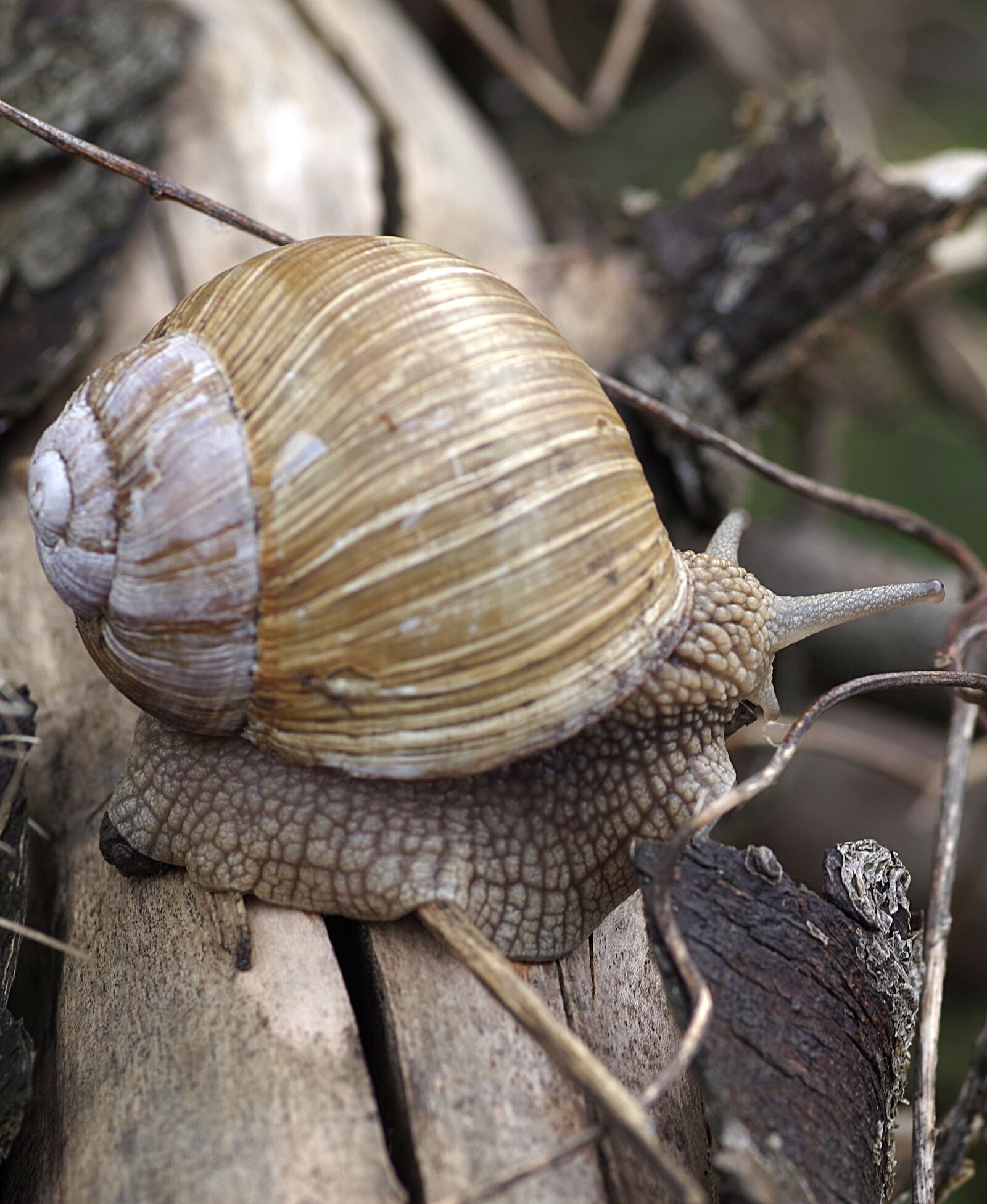 Pentax K-S2 sample photo. Winniczek, snail, seashell photography