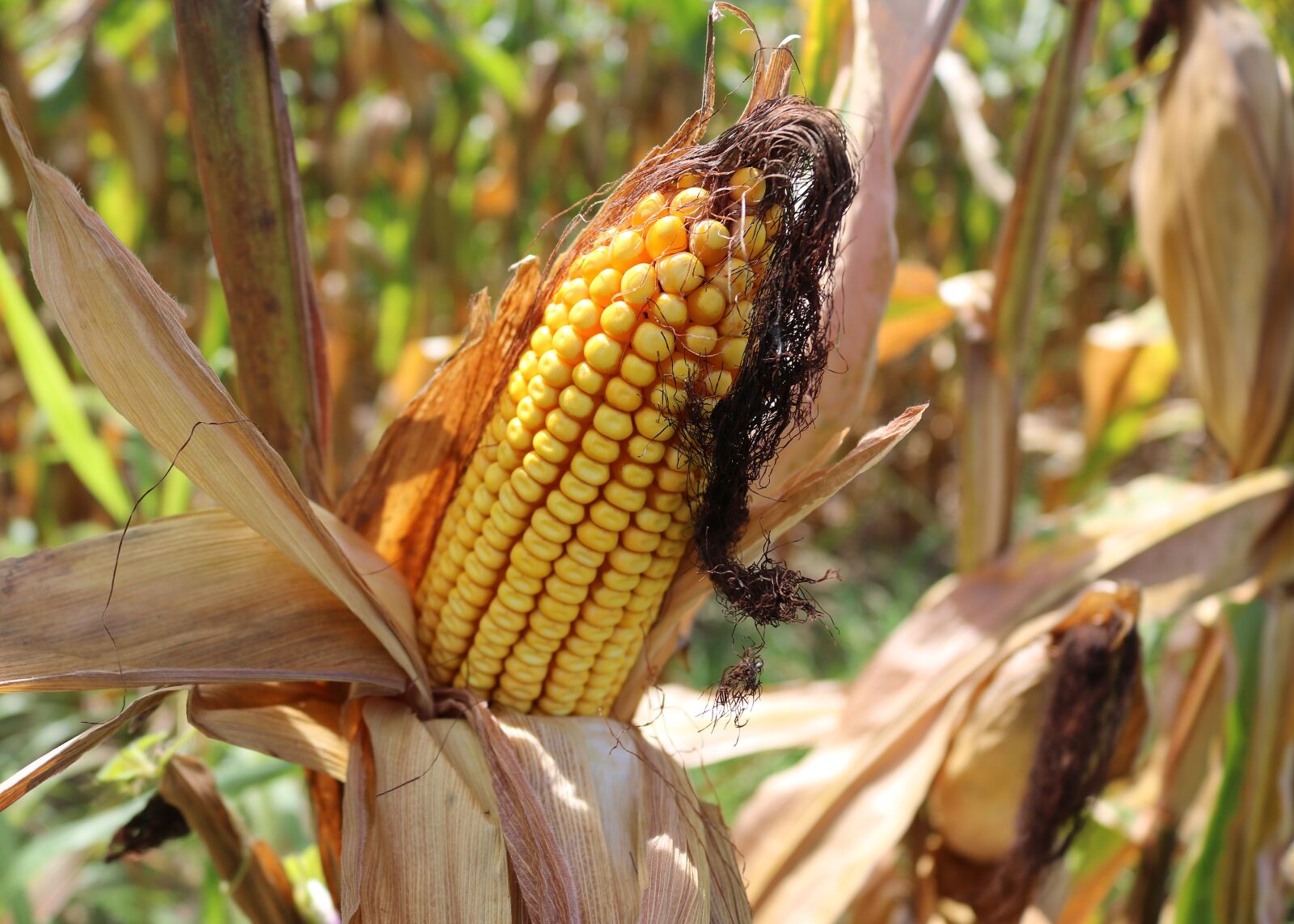 Canon EOS 750D (EOS Rebel T6i / EOS Kiss X8i) sample photo. Corn, crops, farm photography
