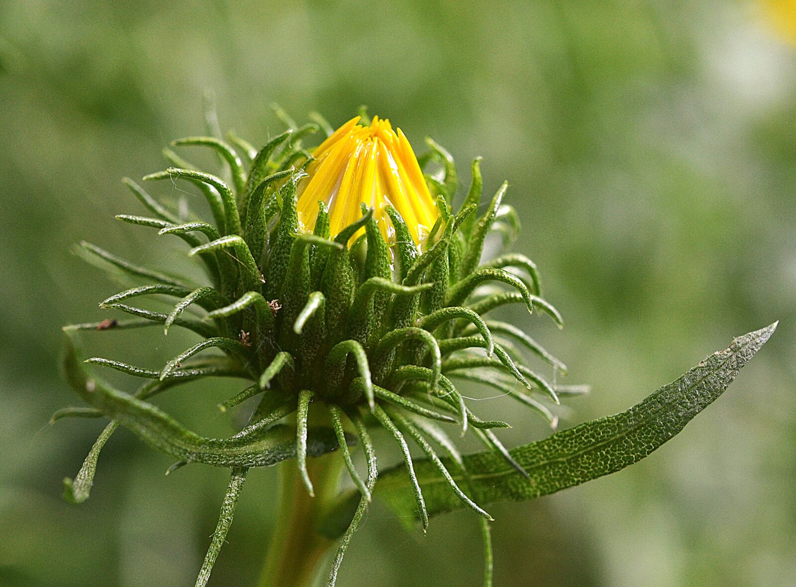 Nikon D3100 sample photo. Grindelia robusta, rubber herb photography