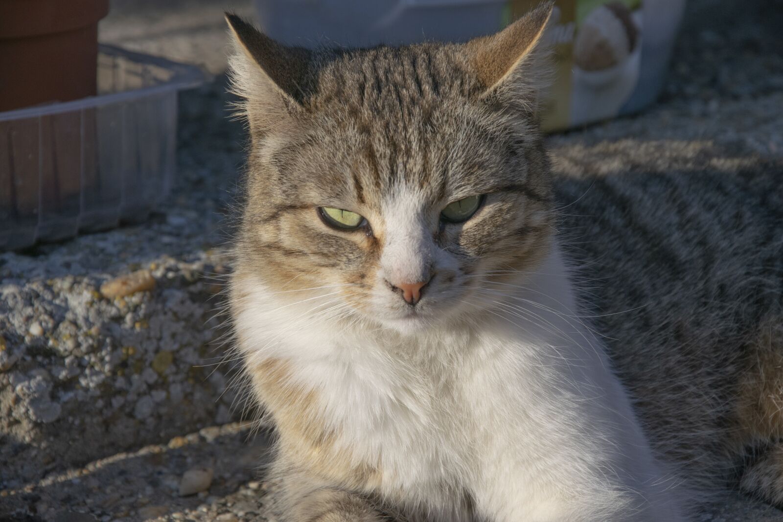 Nikon D3300 sample photo. Cat, kitten, cute photography