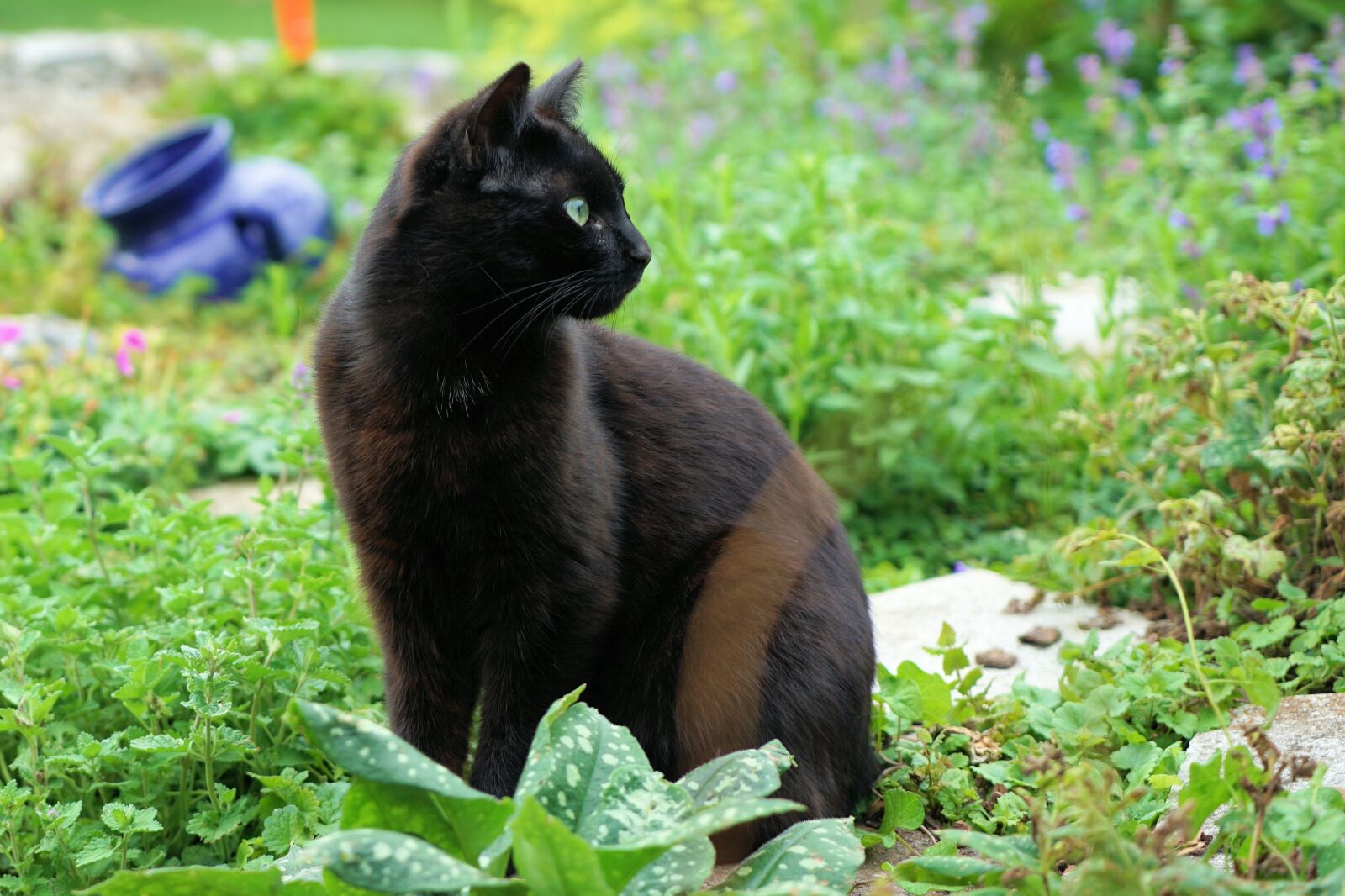 Sony a7 II sample photo. Cat, black, pet photography