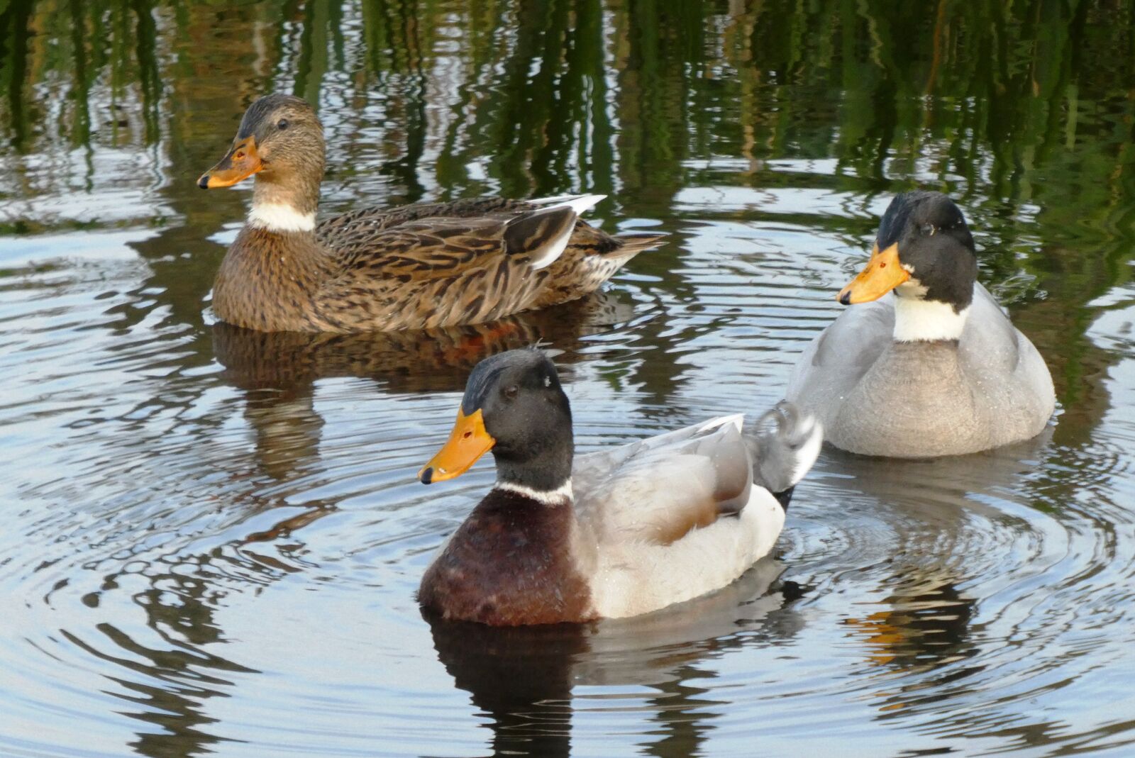 Panasonic Lumix DC-ZS70 (Lumix DC-TZ90) sample photo. Ducks, reflection, ditch photography