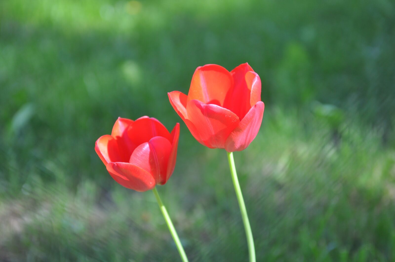 Nikon D90 sample photo. Tulips, flowers, spring photography