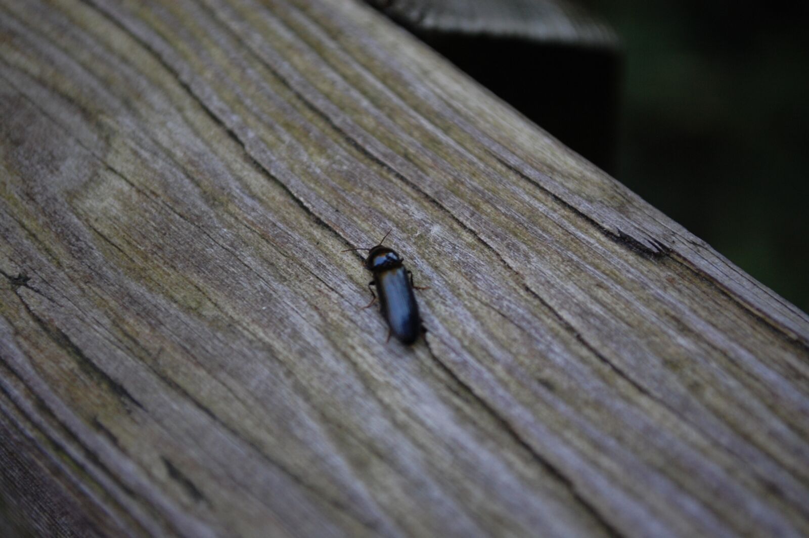 Nikon D40 sample photo. Beetle, wood, grey photography