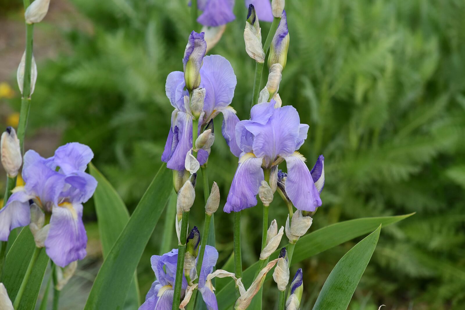 Nikon D5500 sample photo. Iris, purple, violet, plant photography