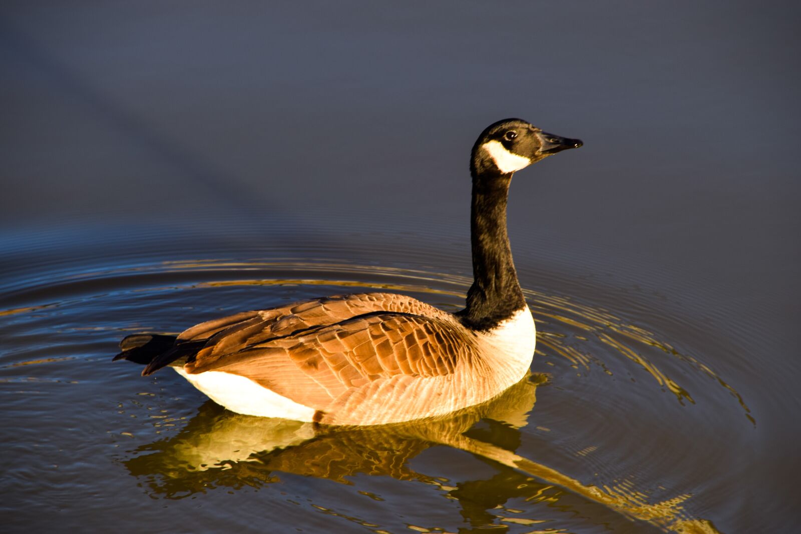 Tamron AF 18-270mm F3.5-6.3 Di II VC LD Aspherical (IF) MACRO sample photo. Goose, goose in pond photography