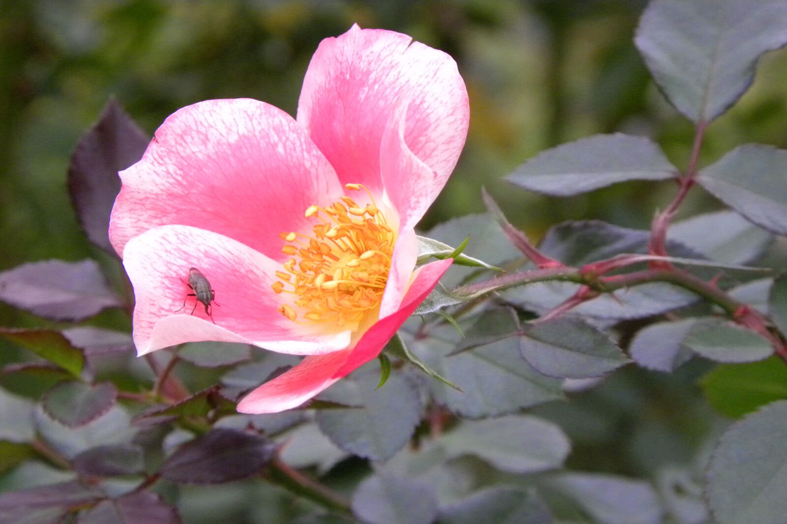 Nikon Coolpix P90 sample photo. Flowers, floral, pink photography