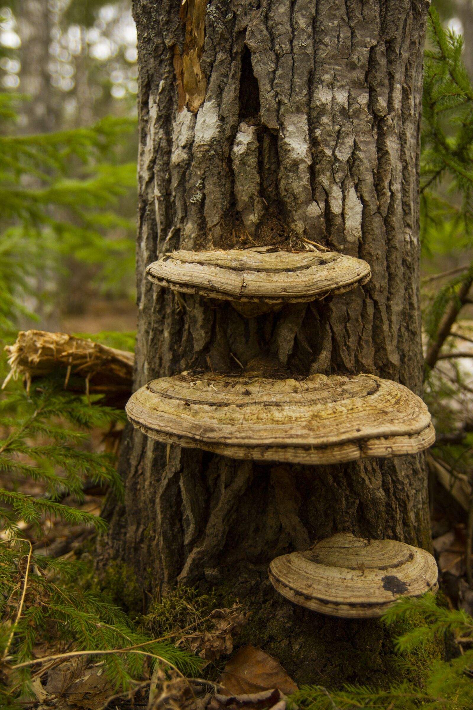 Canon EOS 7D sample photo. Mushroom, wild, forest photography