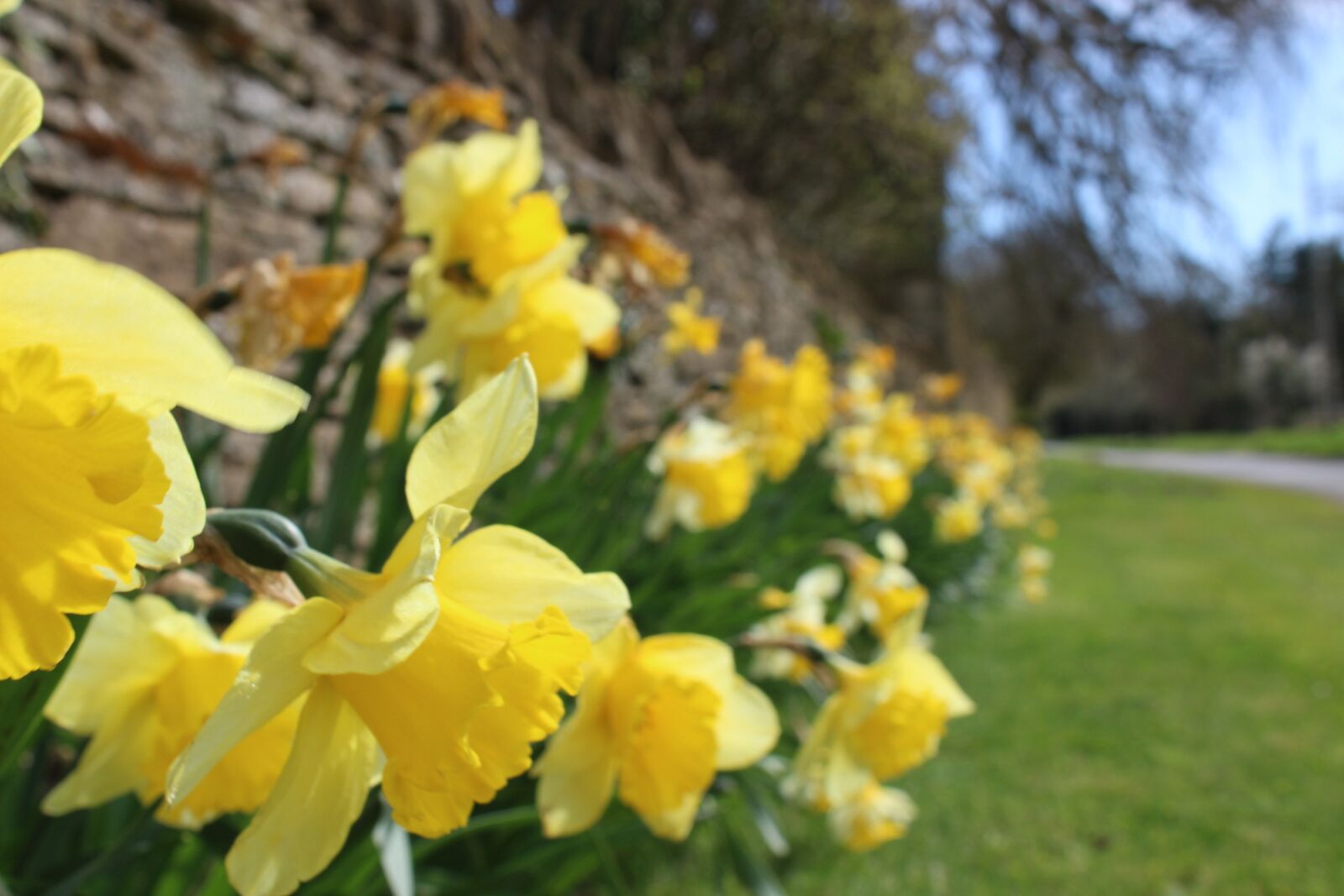 Canon EOS 1200D (EOS Rebel T5 / EOS Kiss X70 / EOS Hi) sample photo. Flower, spring, daffodils photography