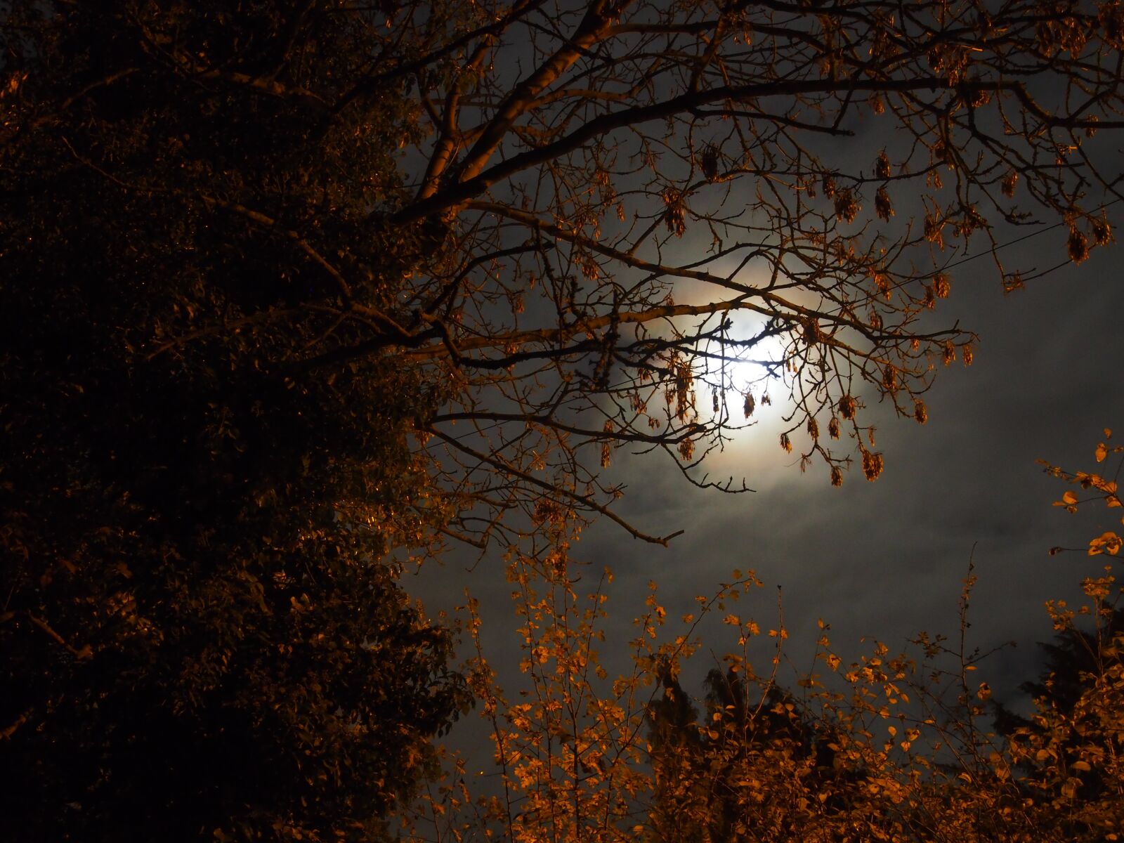 Olympus OM-D E-M5 sample photo. Super moon, november, 2016 photography