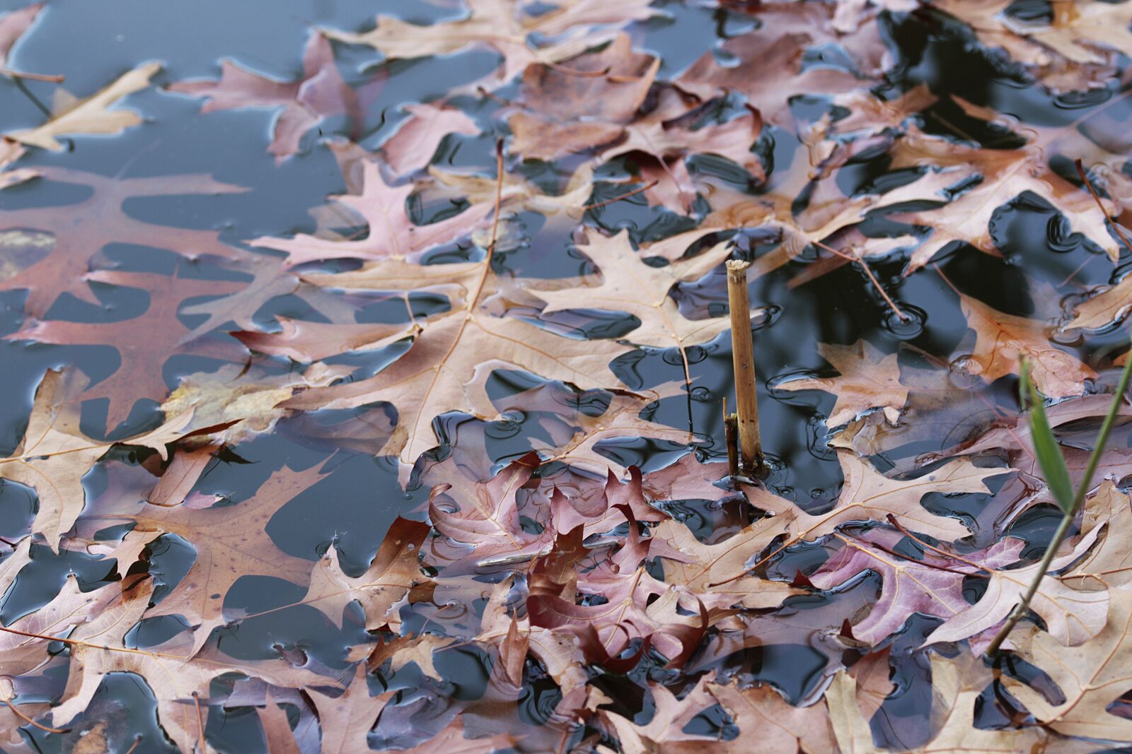 Canon EOS 700D (EOS Rebel T5i / EOS Kiss X7i) sample photo. Leaves, water, nature photography