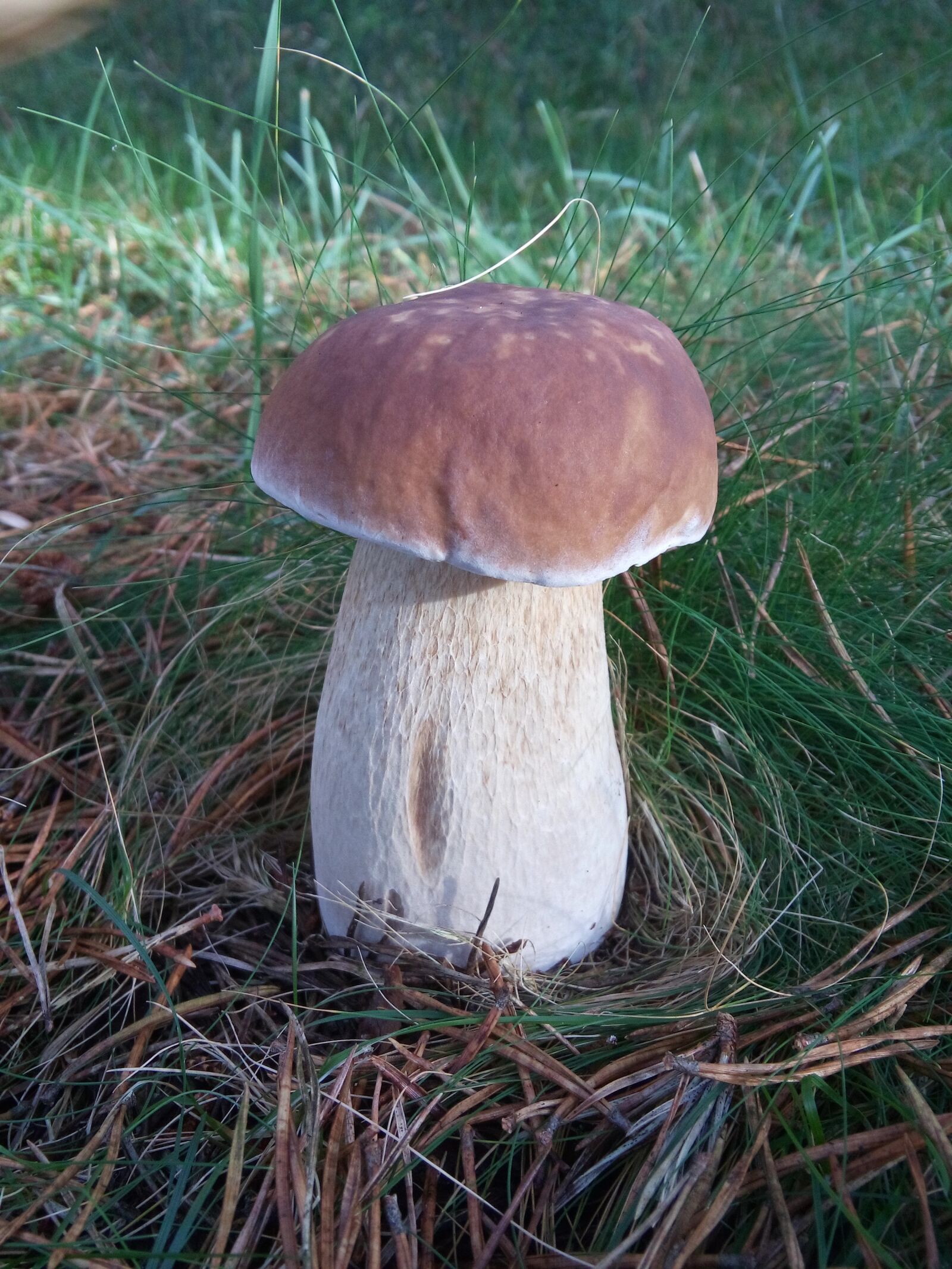 LG LBello sample photo. Mushroom, field, forest photography