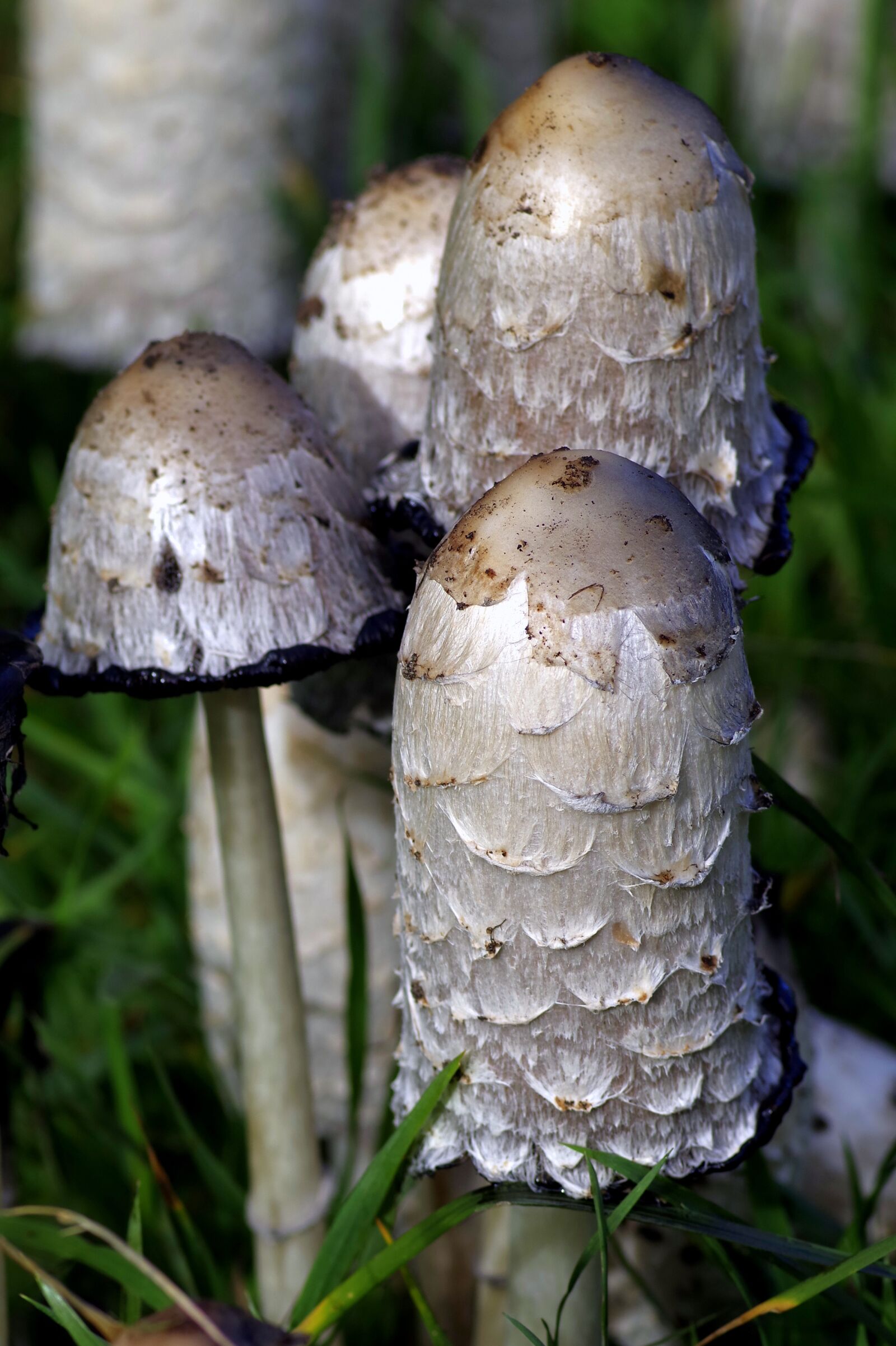 Pentax K-S2 sample photo. Mushrooms, a lot of photography