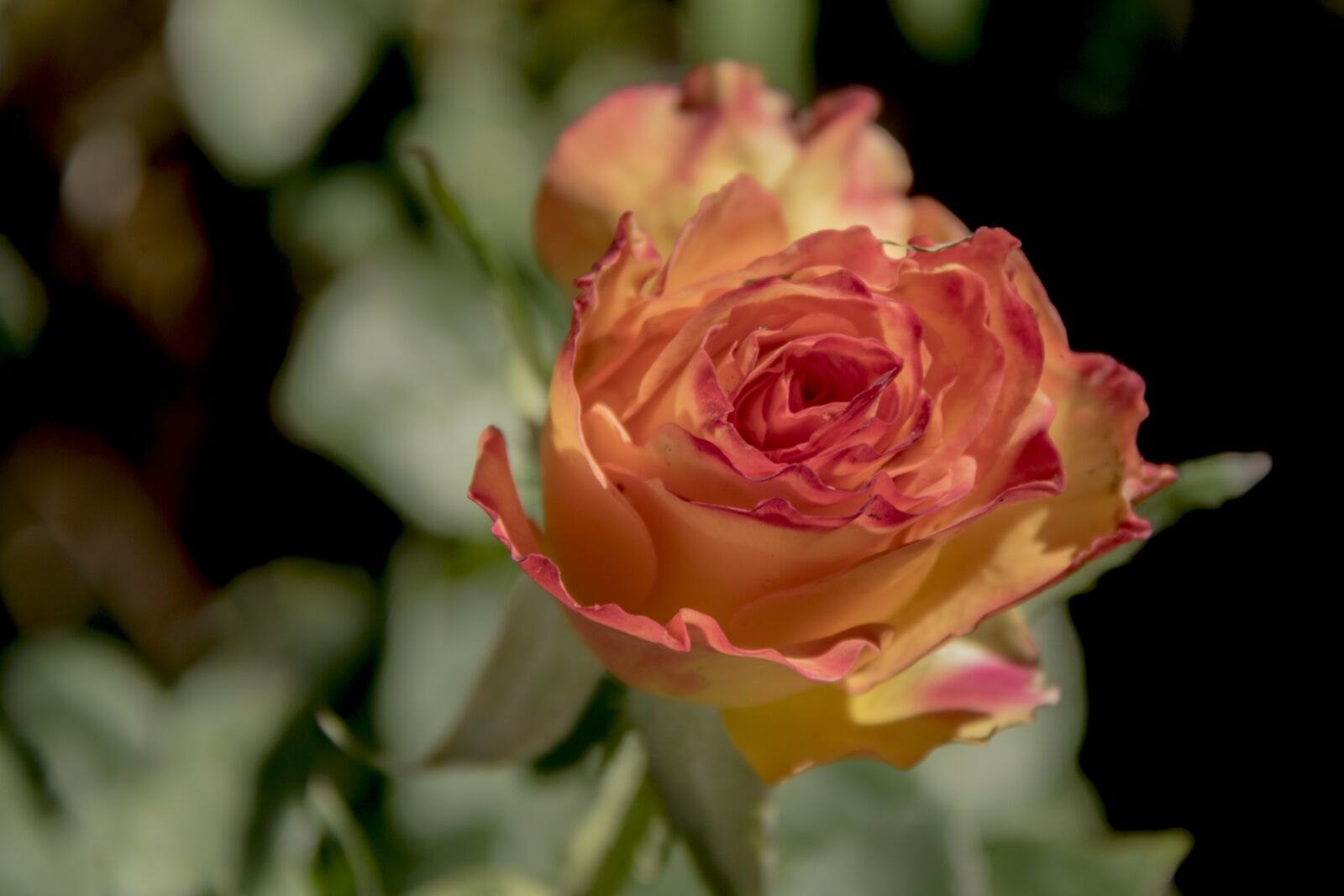 Canon EOS 750D (EOS Rebel T6i / EOS Kiss X8i) sample photo. Flower, rose, petal photography