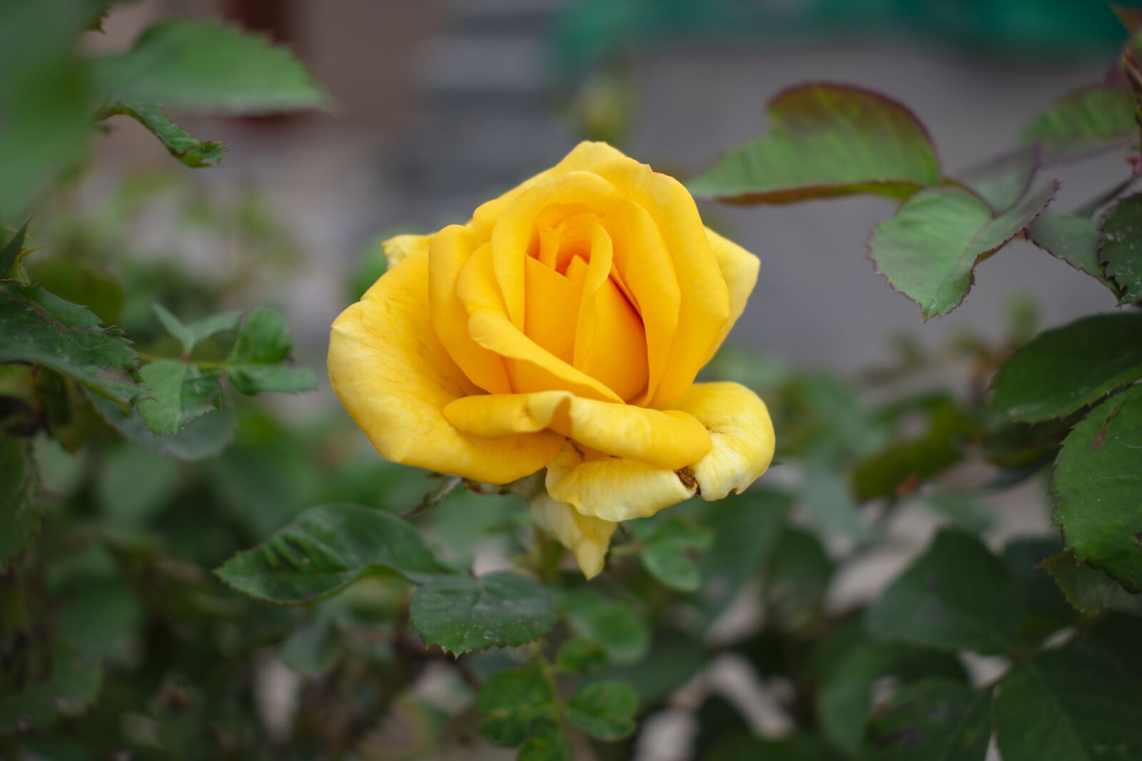 Nikon D3400 sample photo. Flower, nature, bloom photography
