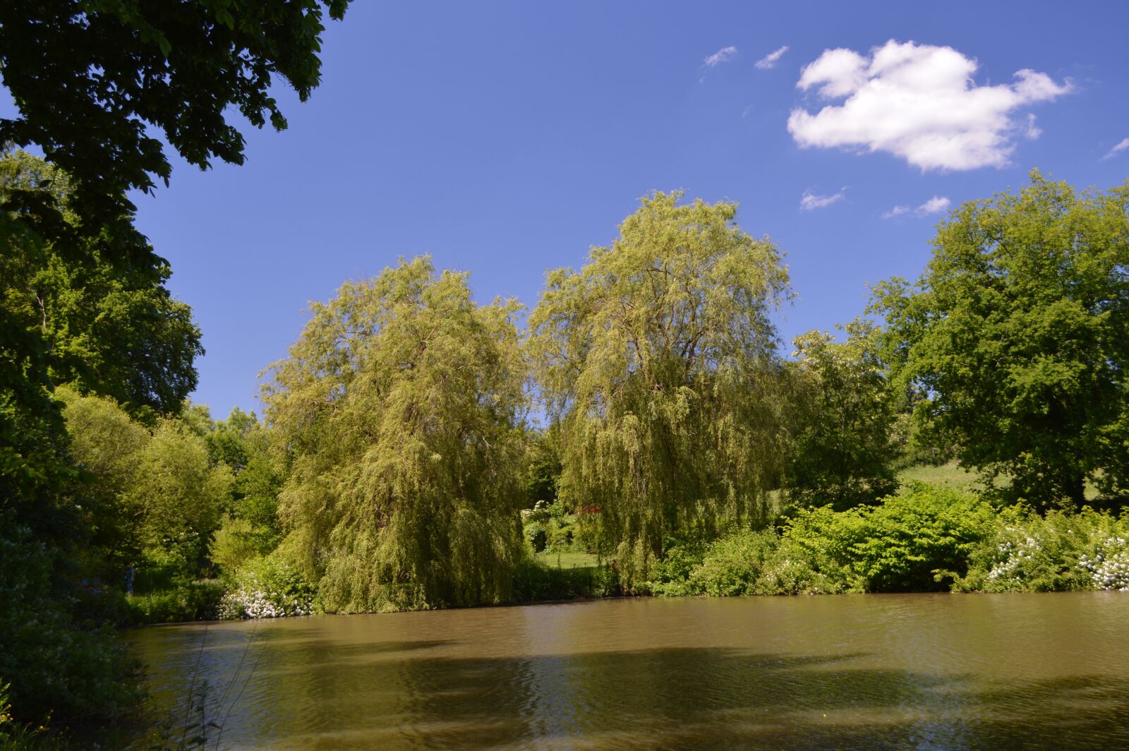 Nikon D3200 sample photo. Pond, weeping willow, pasture photography