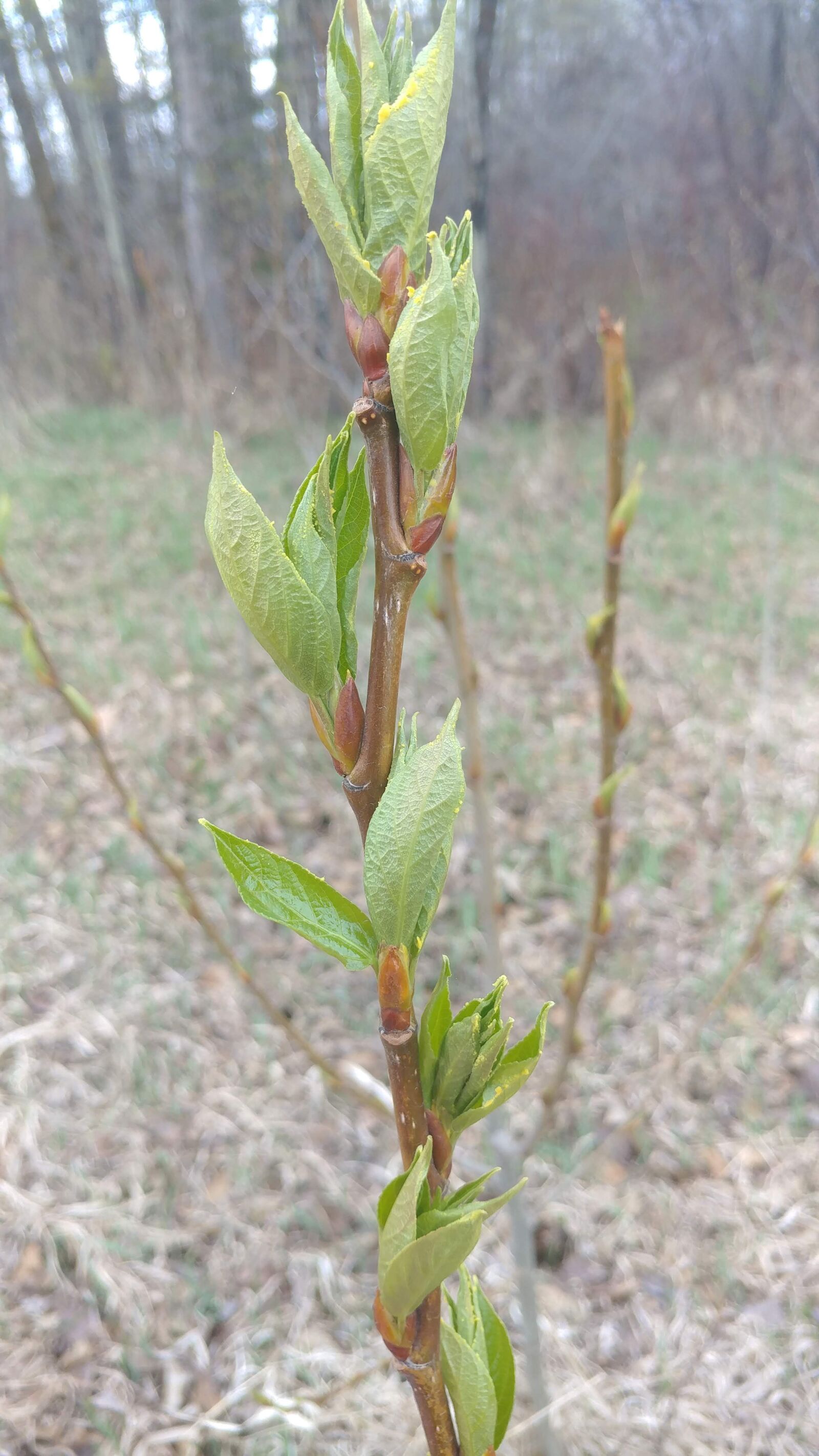 LG V20 sample photo. Spring, tree, bud photography