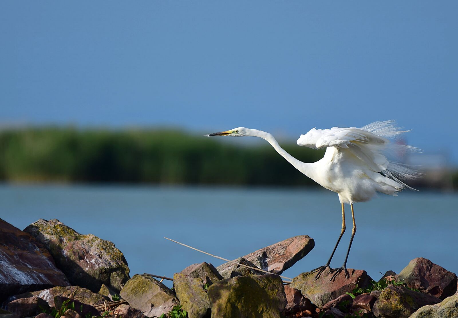 Nikon D7500 sample photo. Heron, bird, nature photography