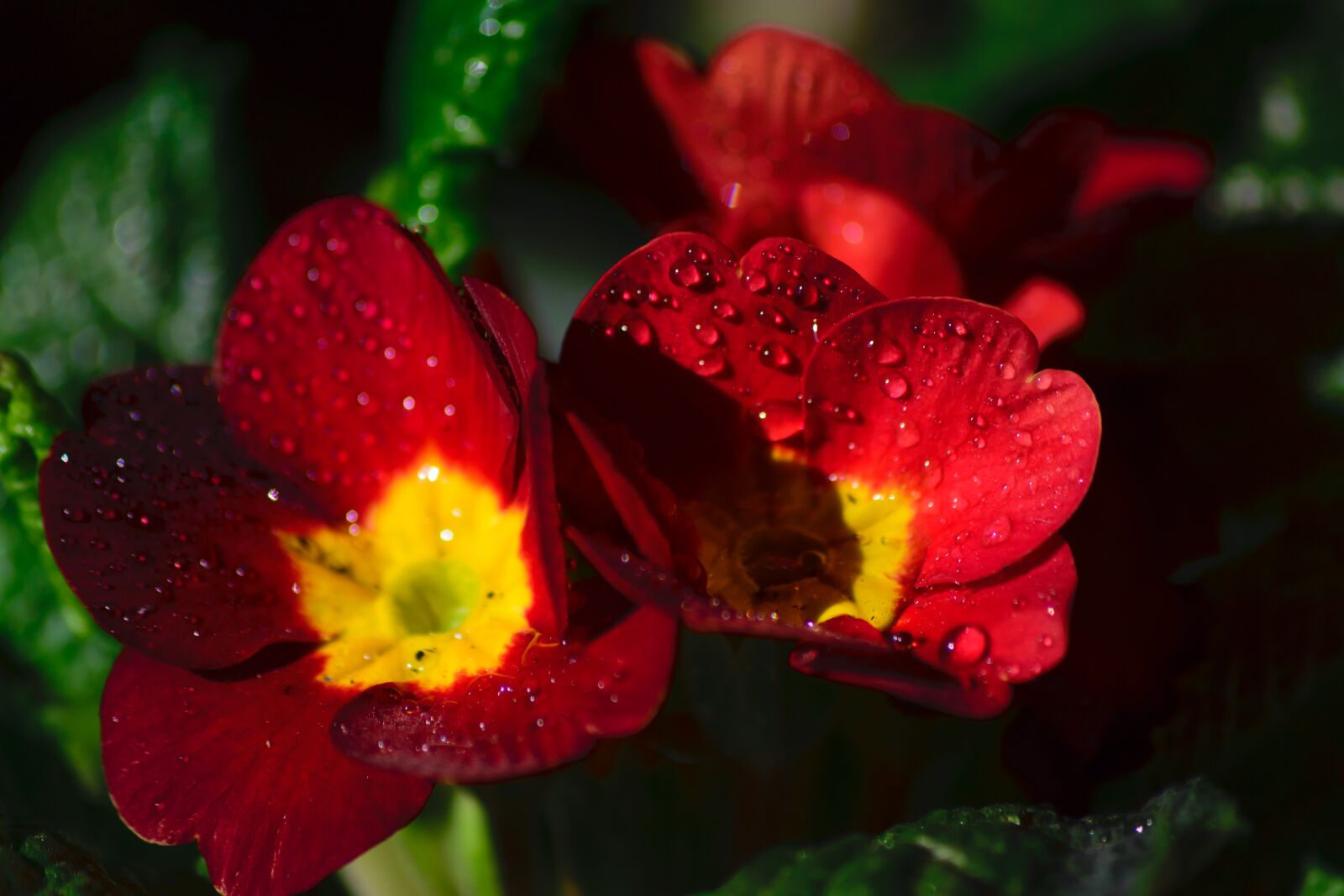 Nikon D3300 sample photo. Red, vivid, flower photography