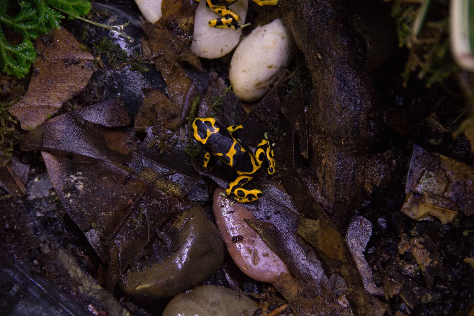 Canon EOS 60D sample photo. Nature, frog, dart frog photography