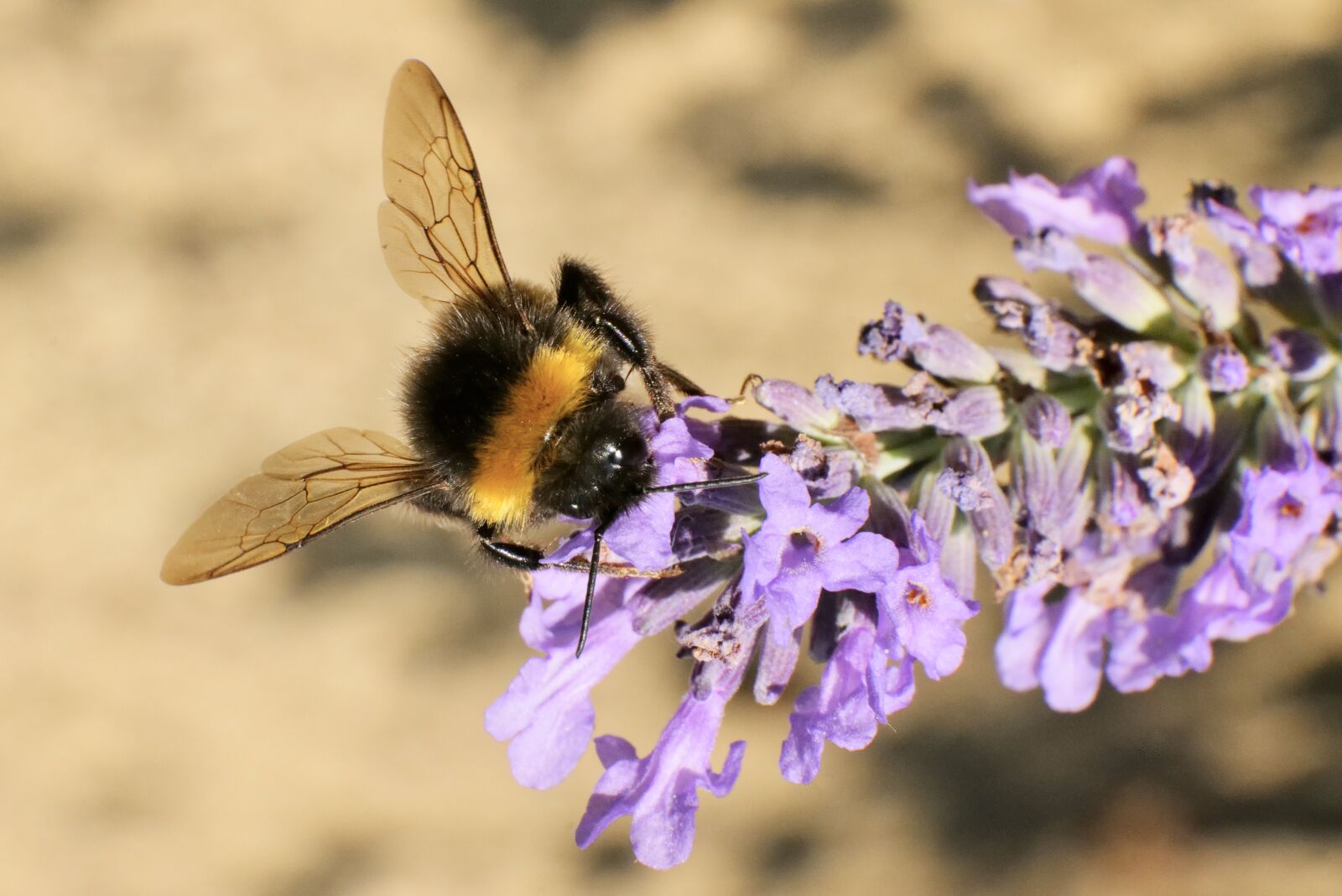 Leica Vario-Elmarit-SL 24-90mm F2.8-4 ASPH sample photo. With extension tube photography